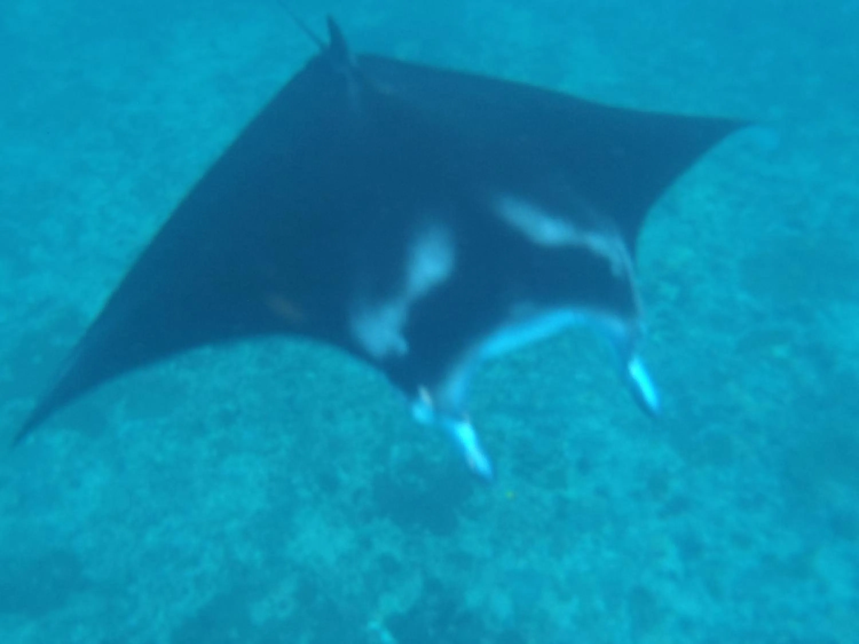 Off site in Kawans Inn Lembongan