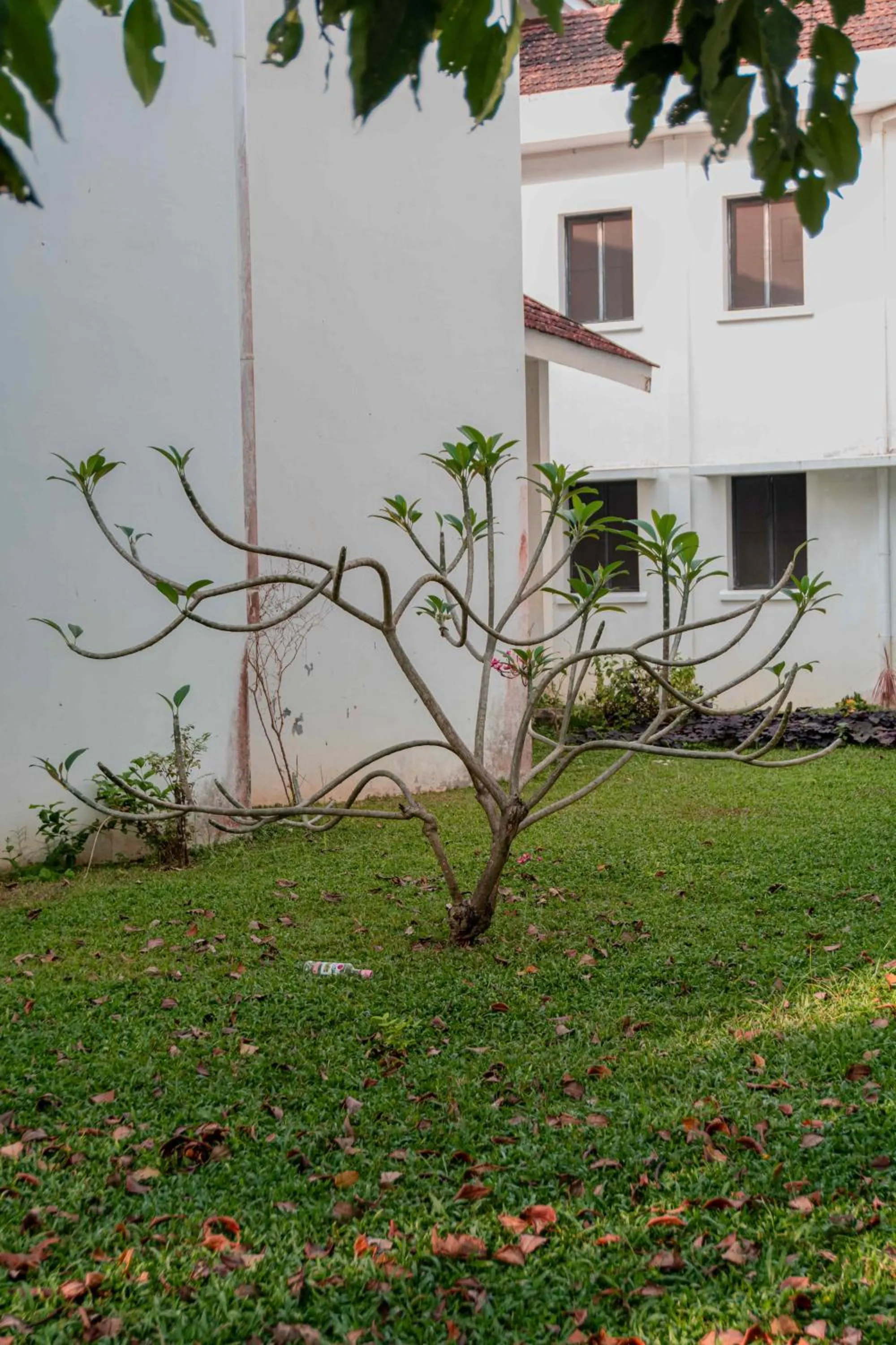 Garden in Gama Heritage Residency