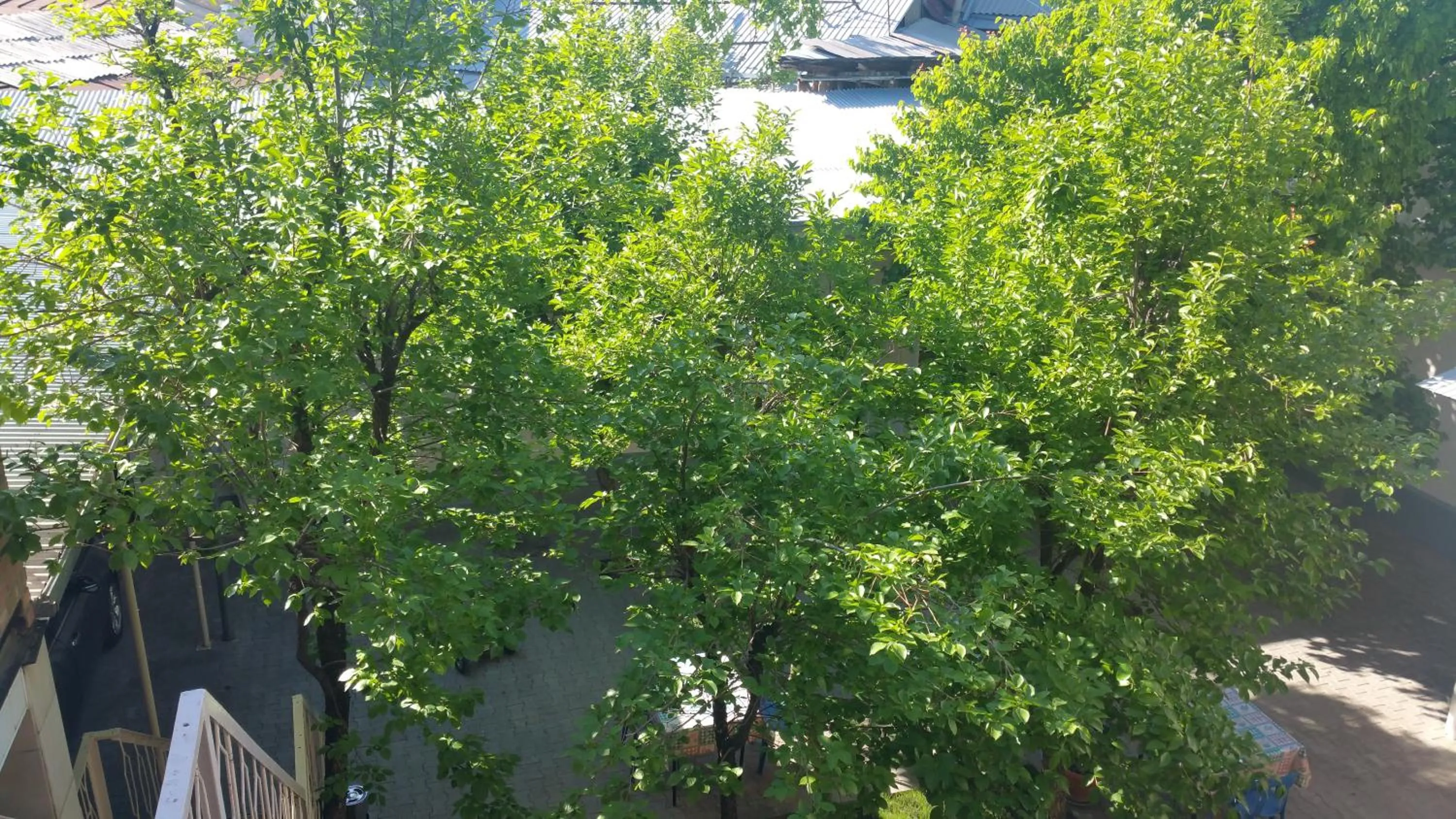 Gulnara Guesthouse - Hostel
