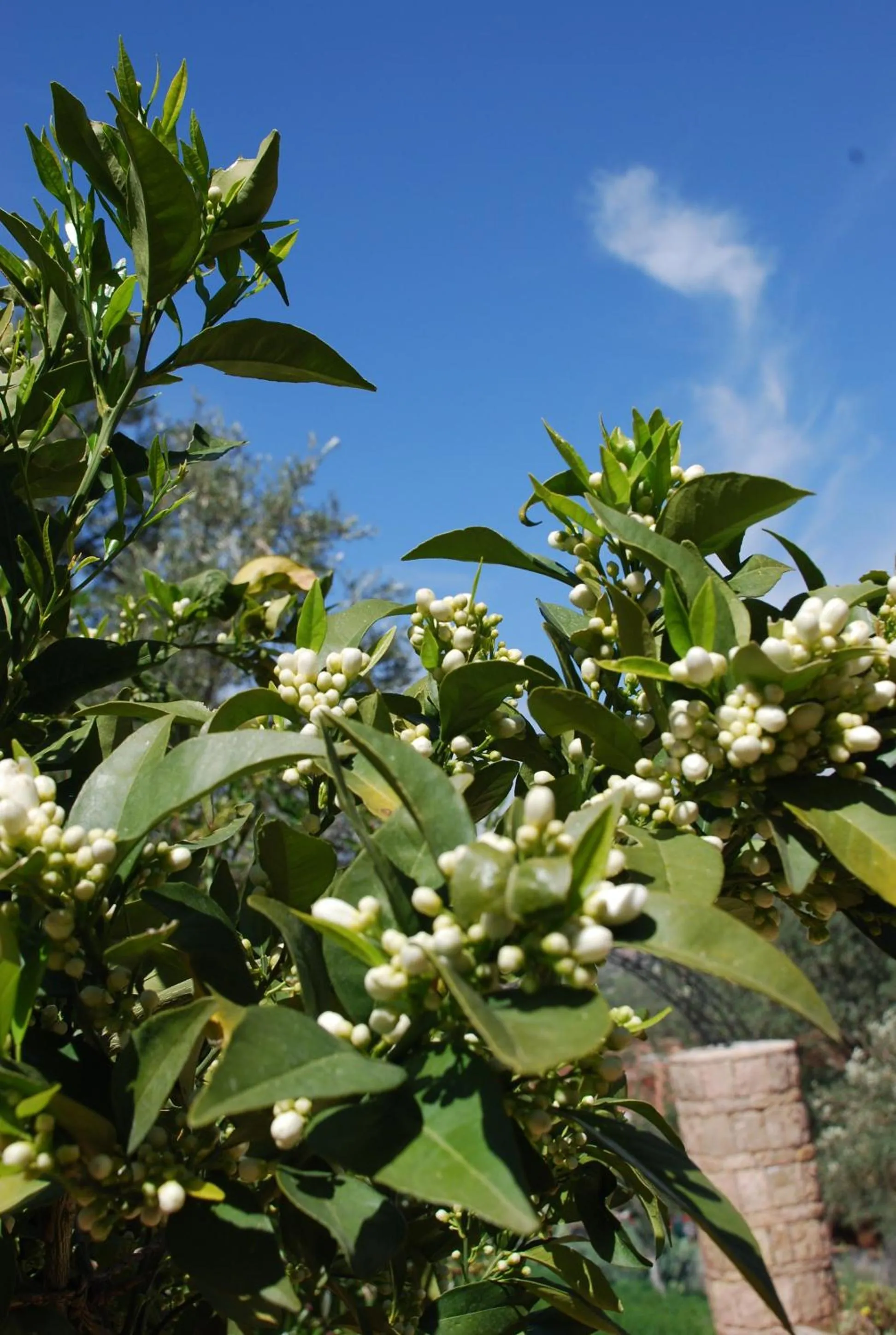 Garden view in Maison d´hôtes Amazir
