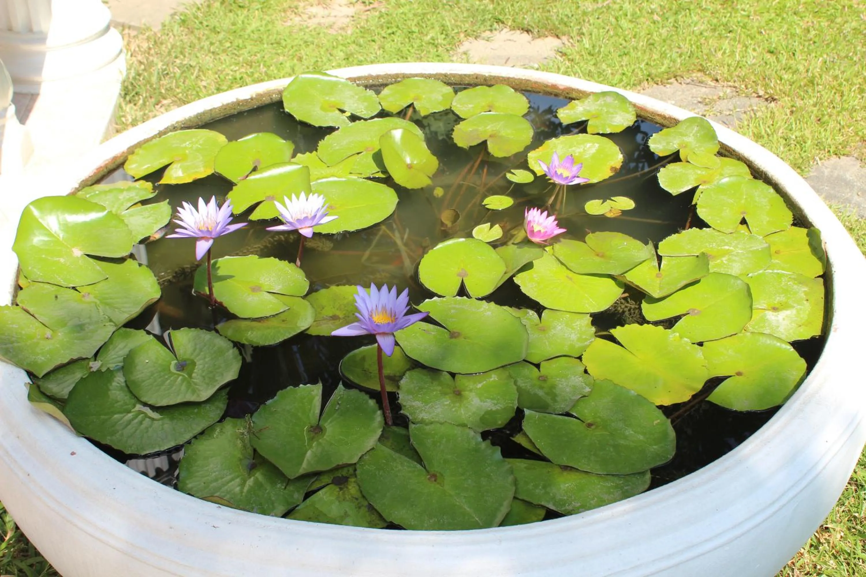 White Elephant Resort