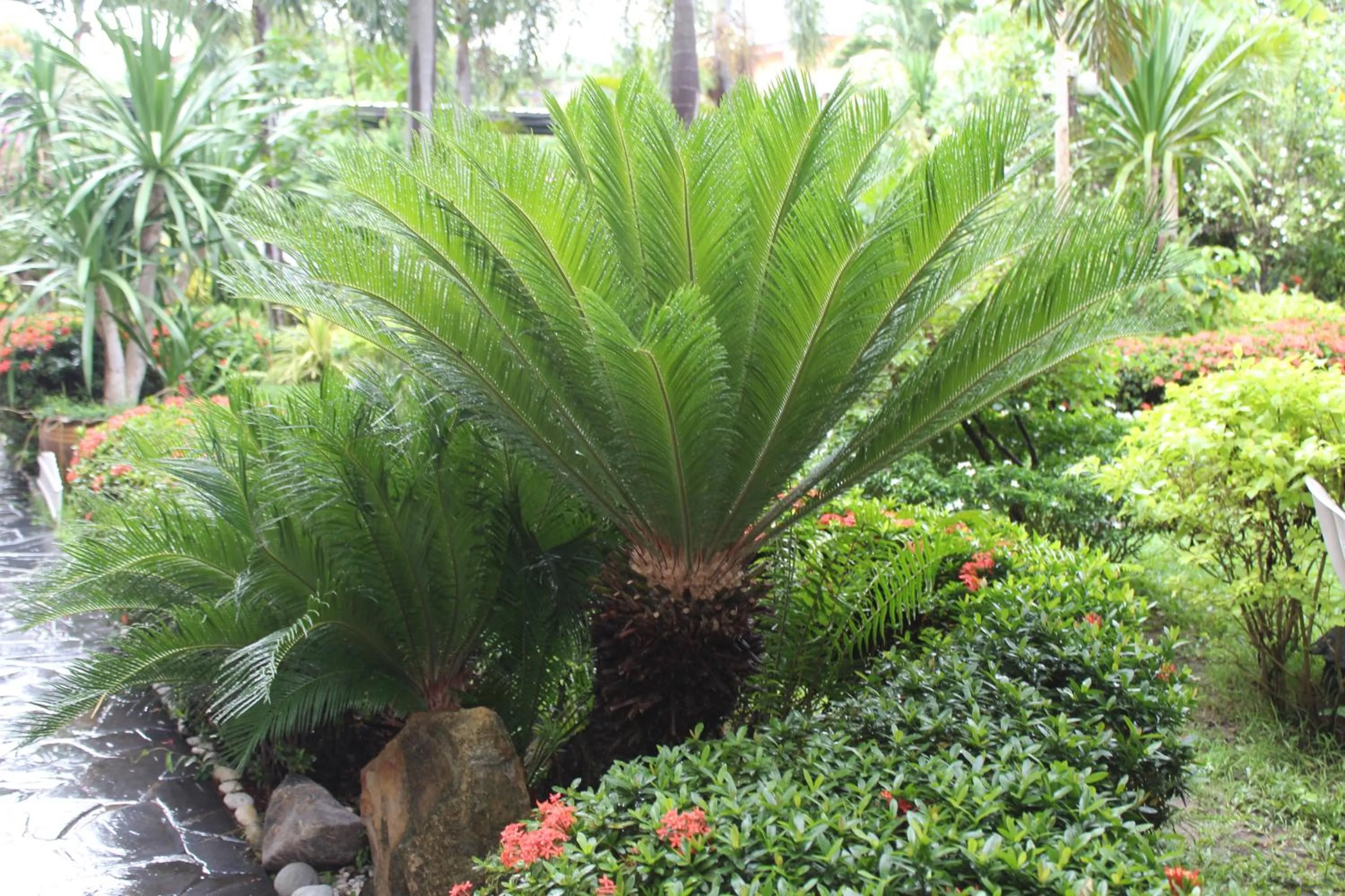 Garden in White Elephant Resort