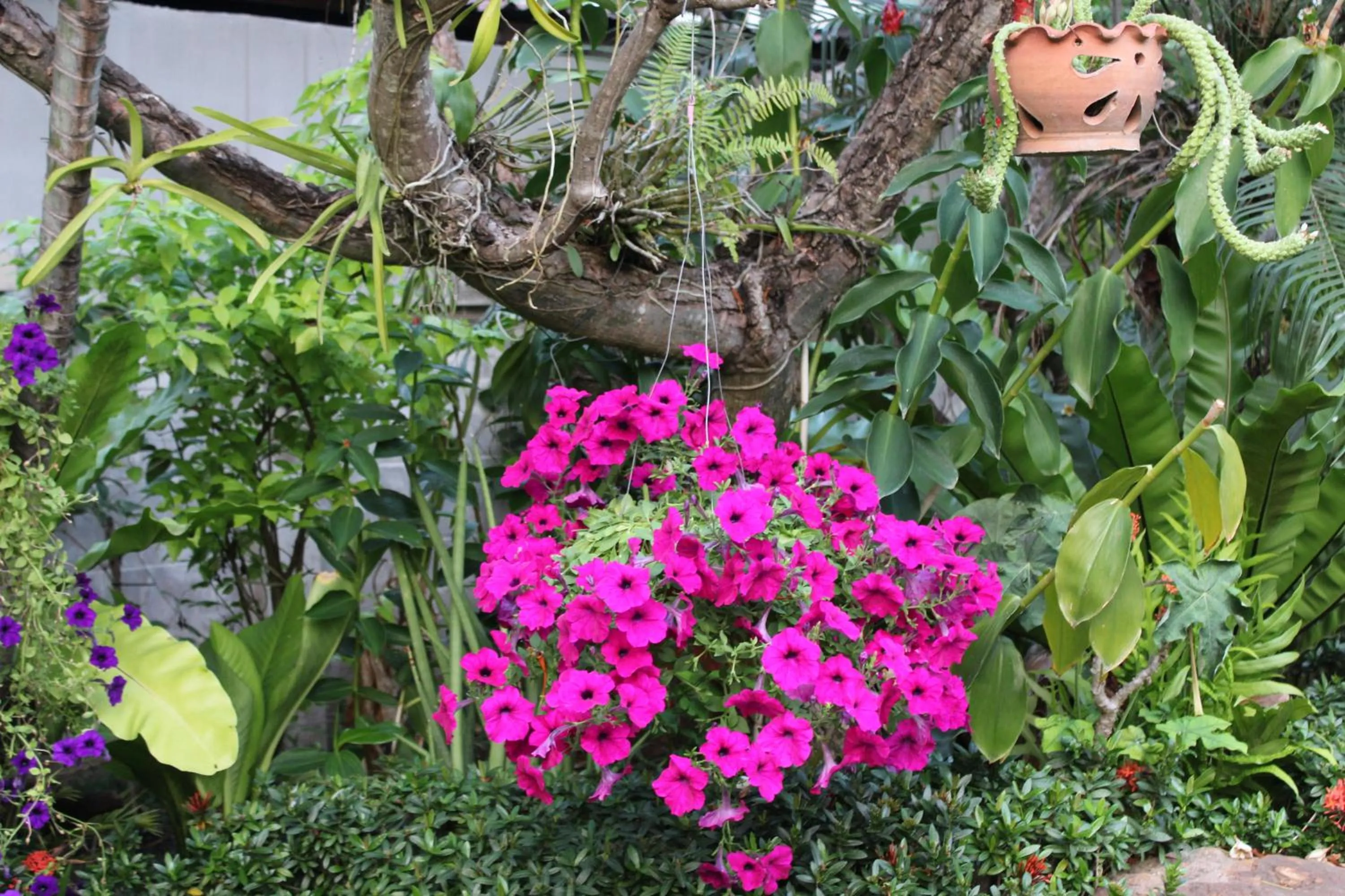 Garden in White Elephant Resort