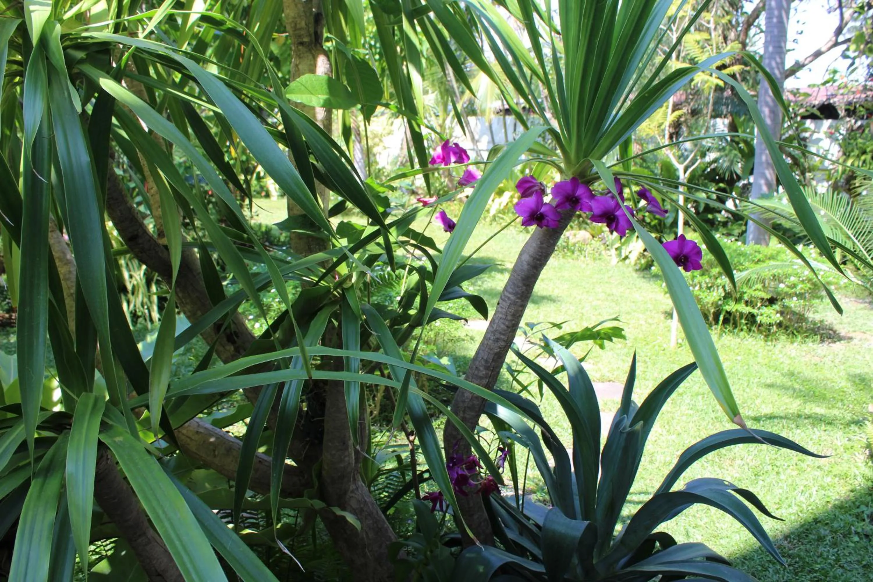 White Elephant Resort