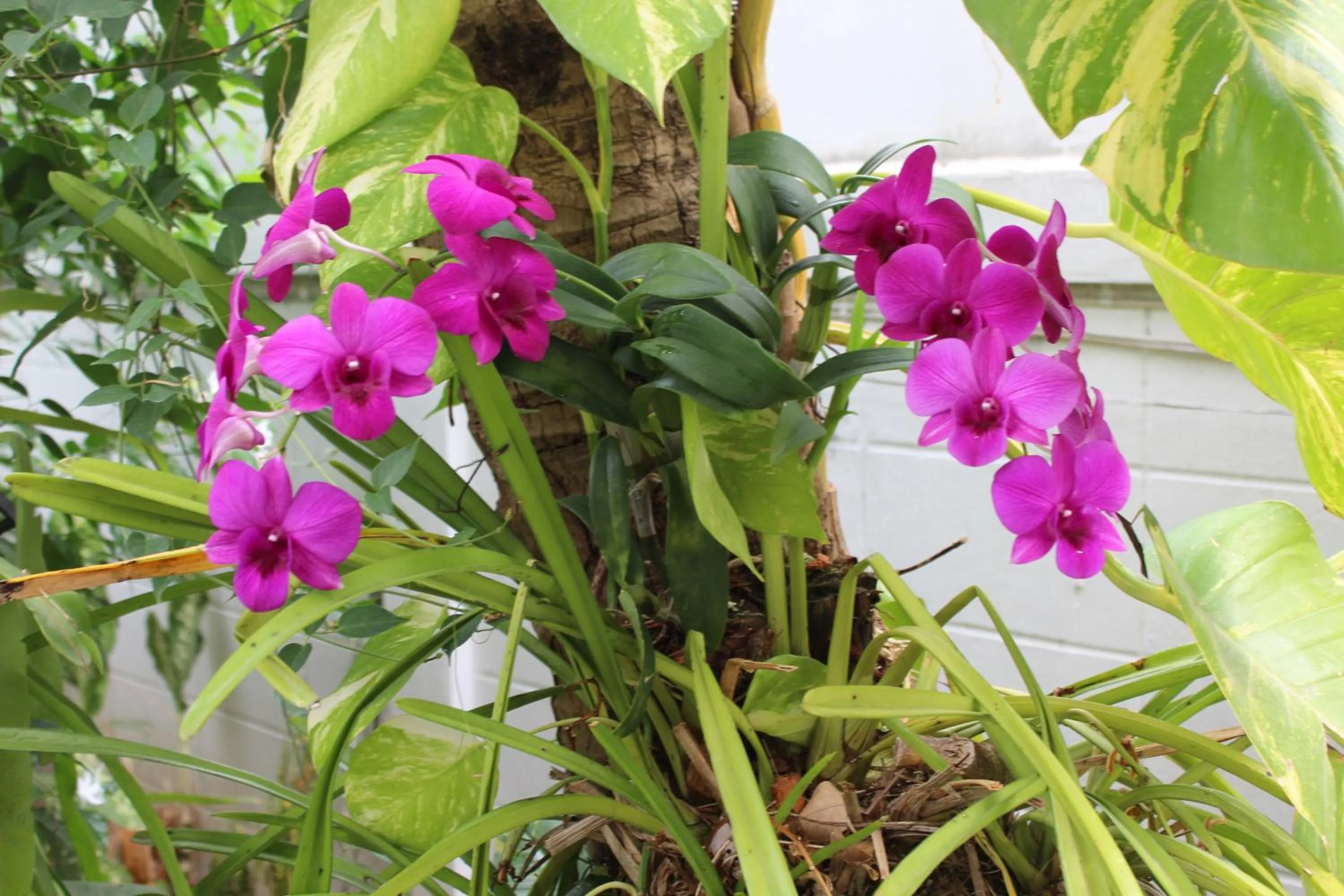 White Elephant Resort