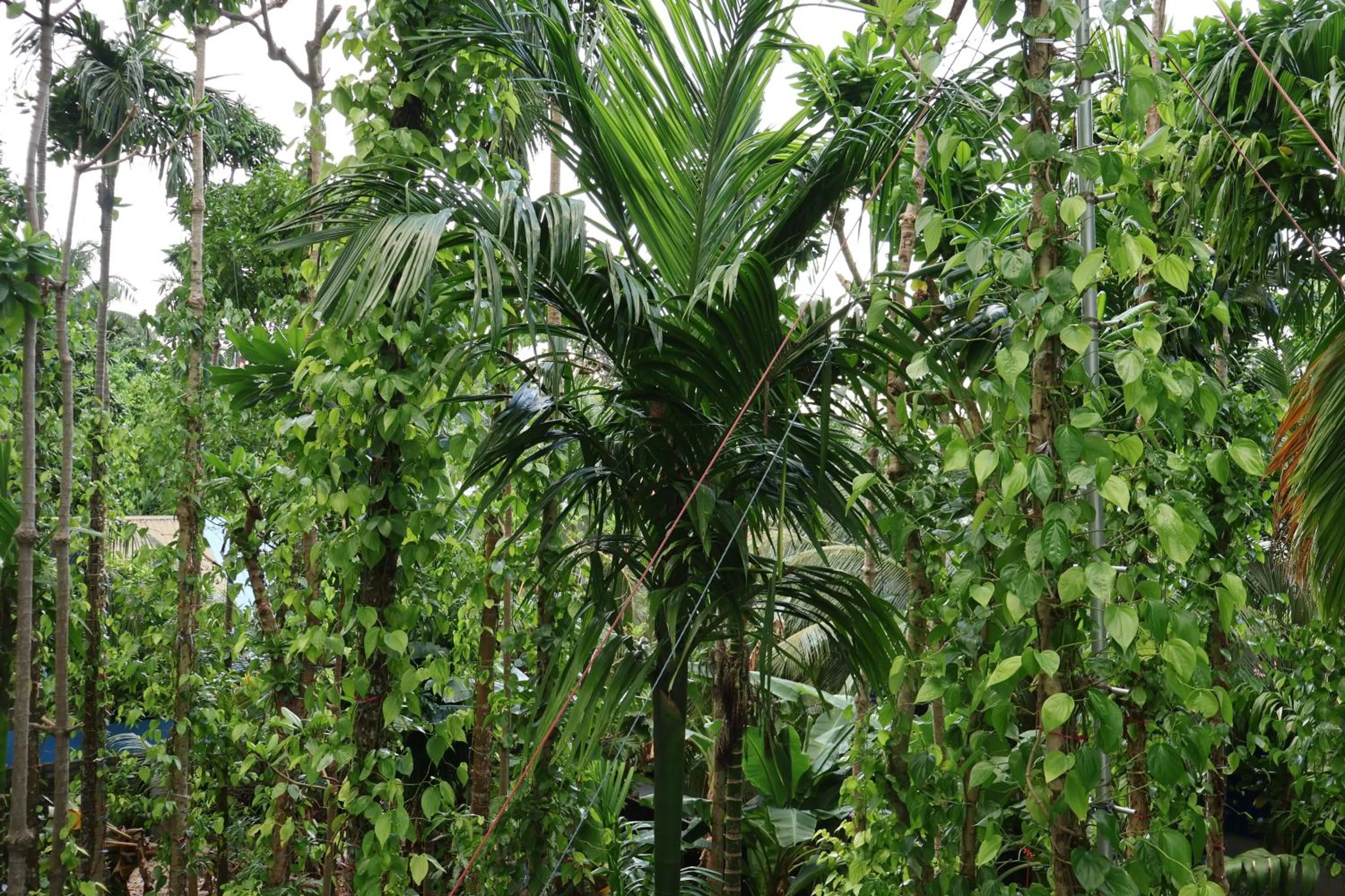 Spring in Shams Thoddoo