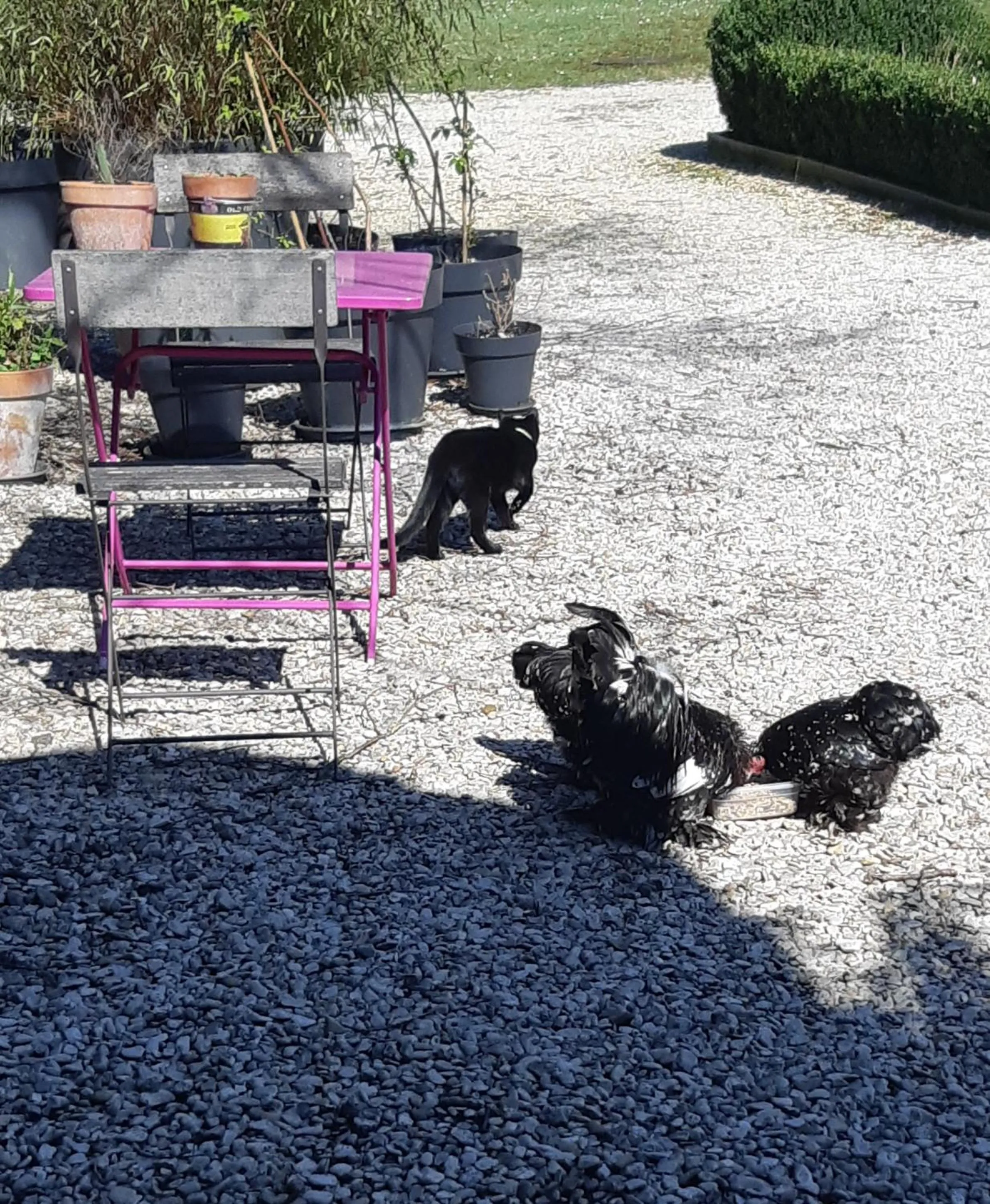 Property building, Pets in La Maison Dans le Parc