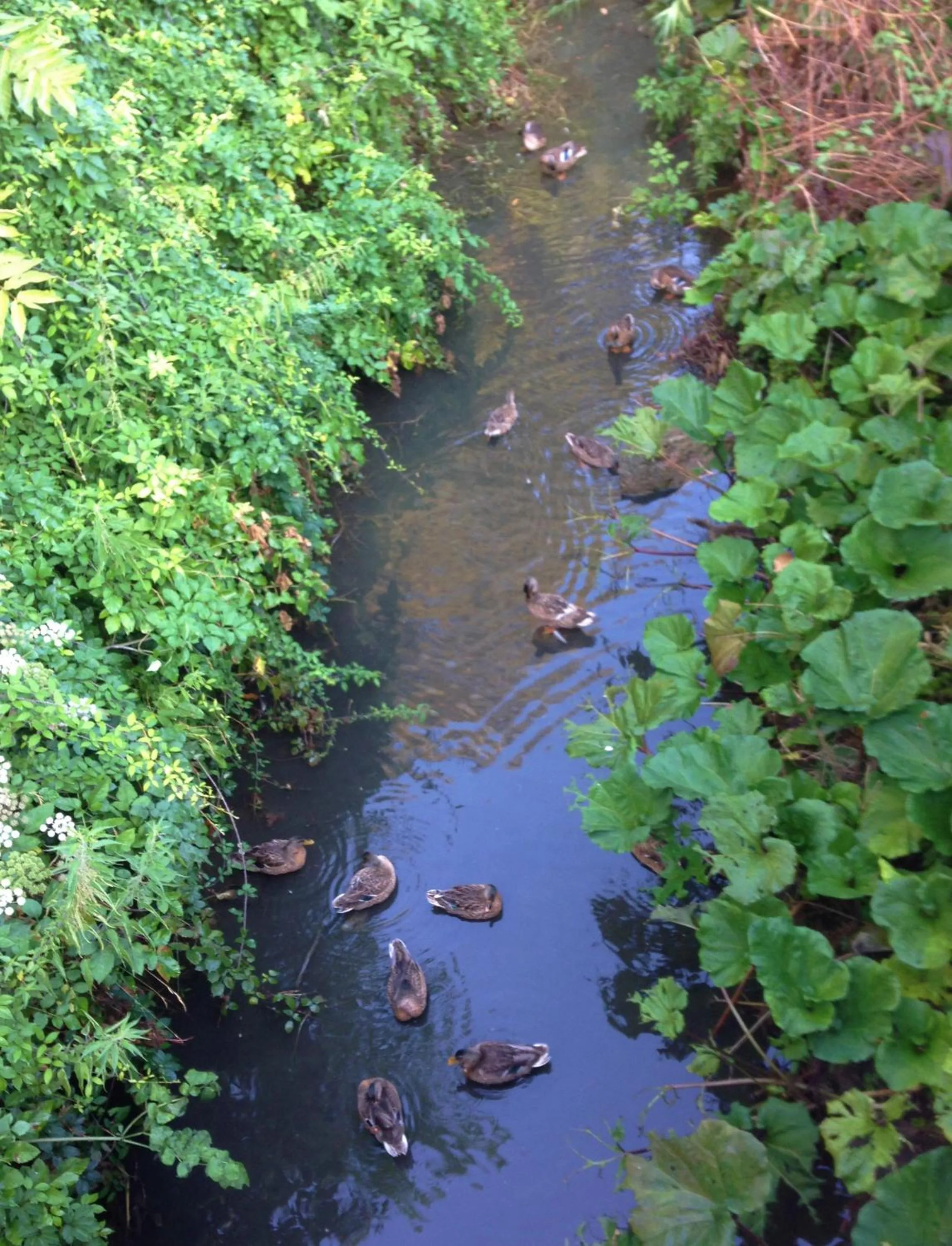 Nearby landmark in RosMarino