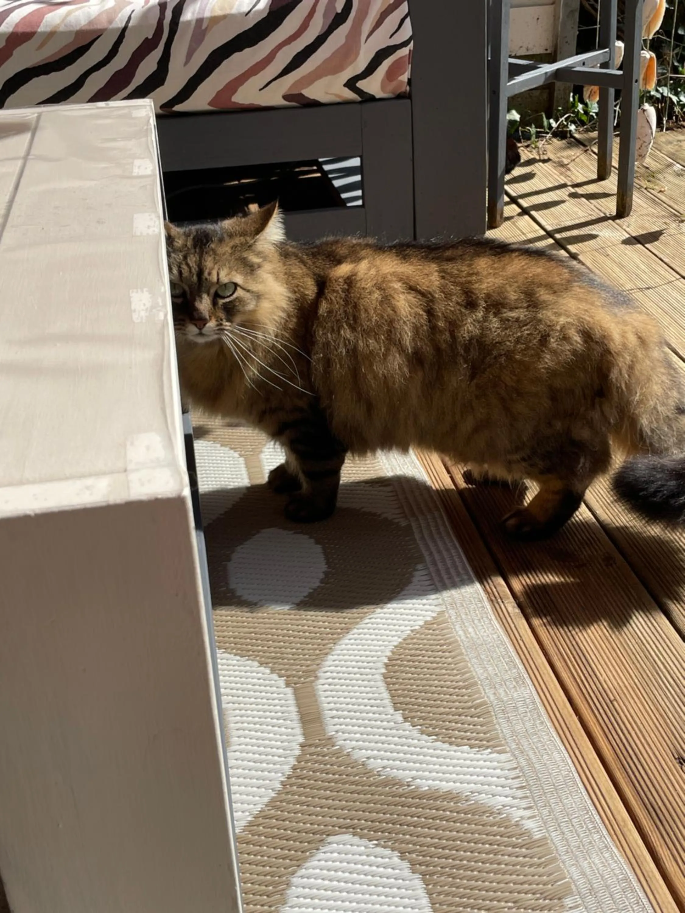 Pets in La Chambre Du Voyageur