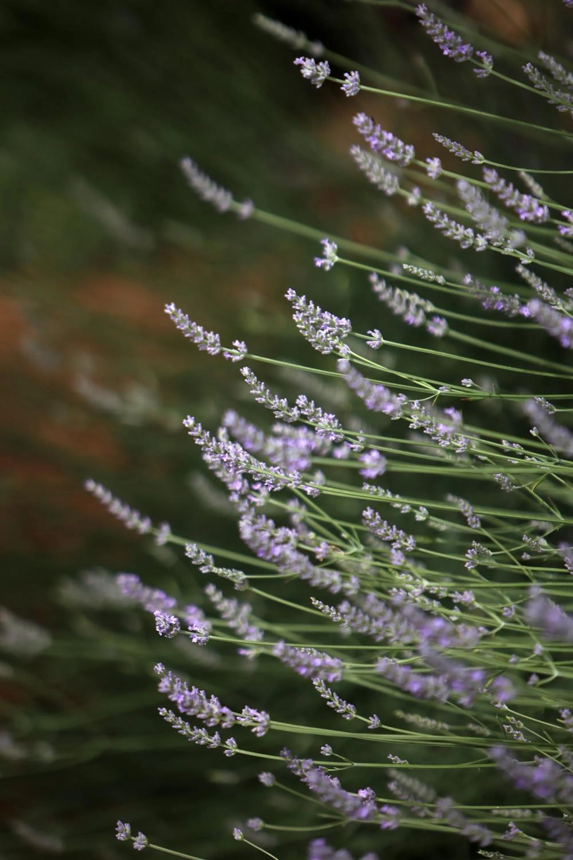Garden in Hotel Murter