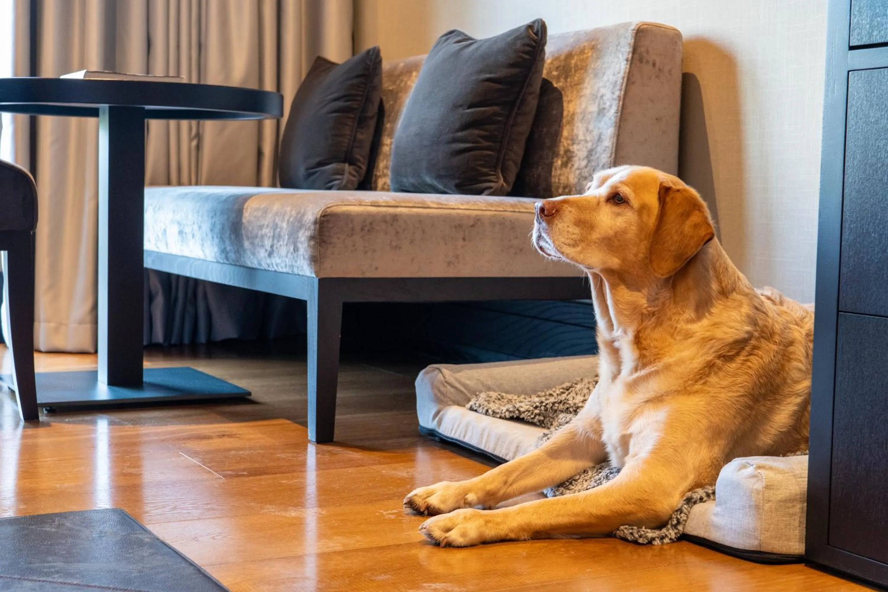 Pets in Twr y Felin Hotel