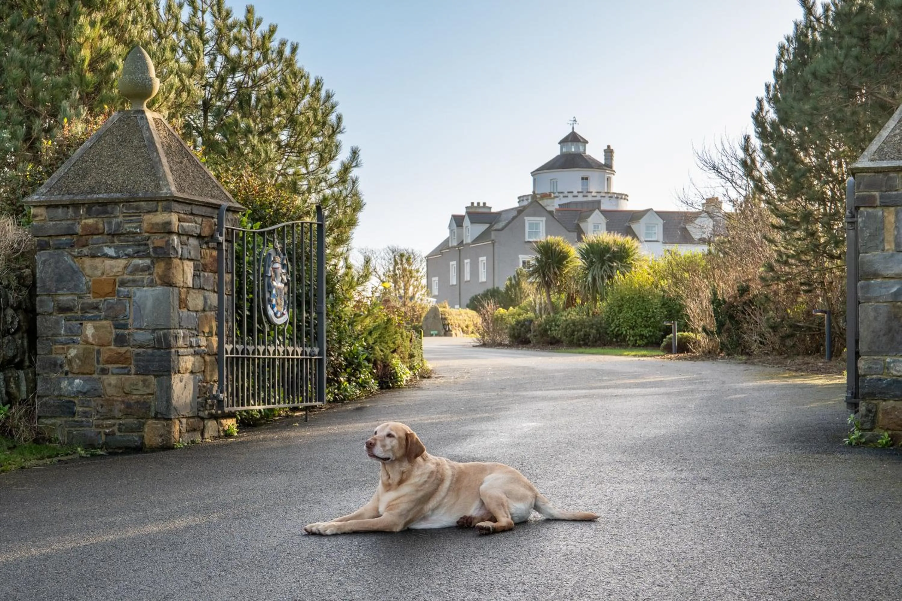 Pets in Twr y Felin Hotel