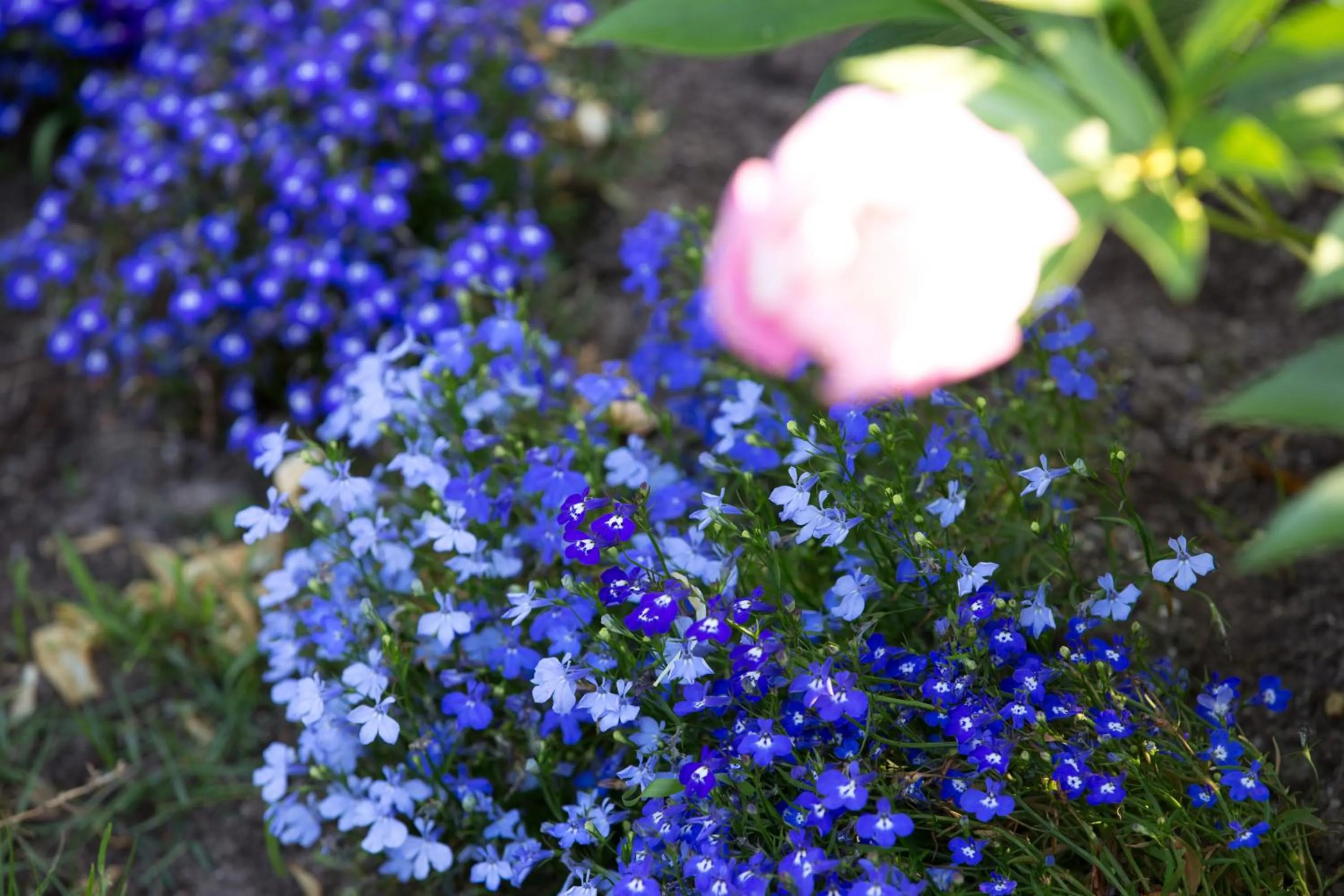 Garden in Yufuin Hotel Mori-no-Terrace