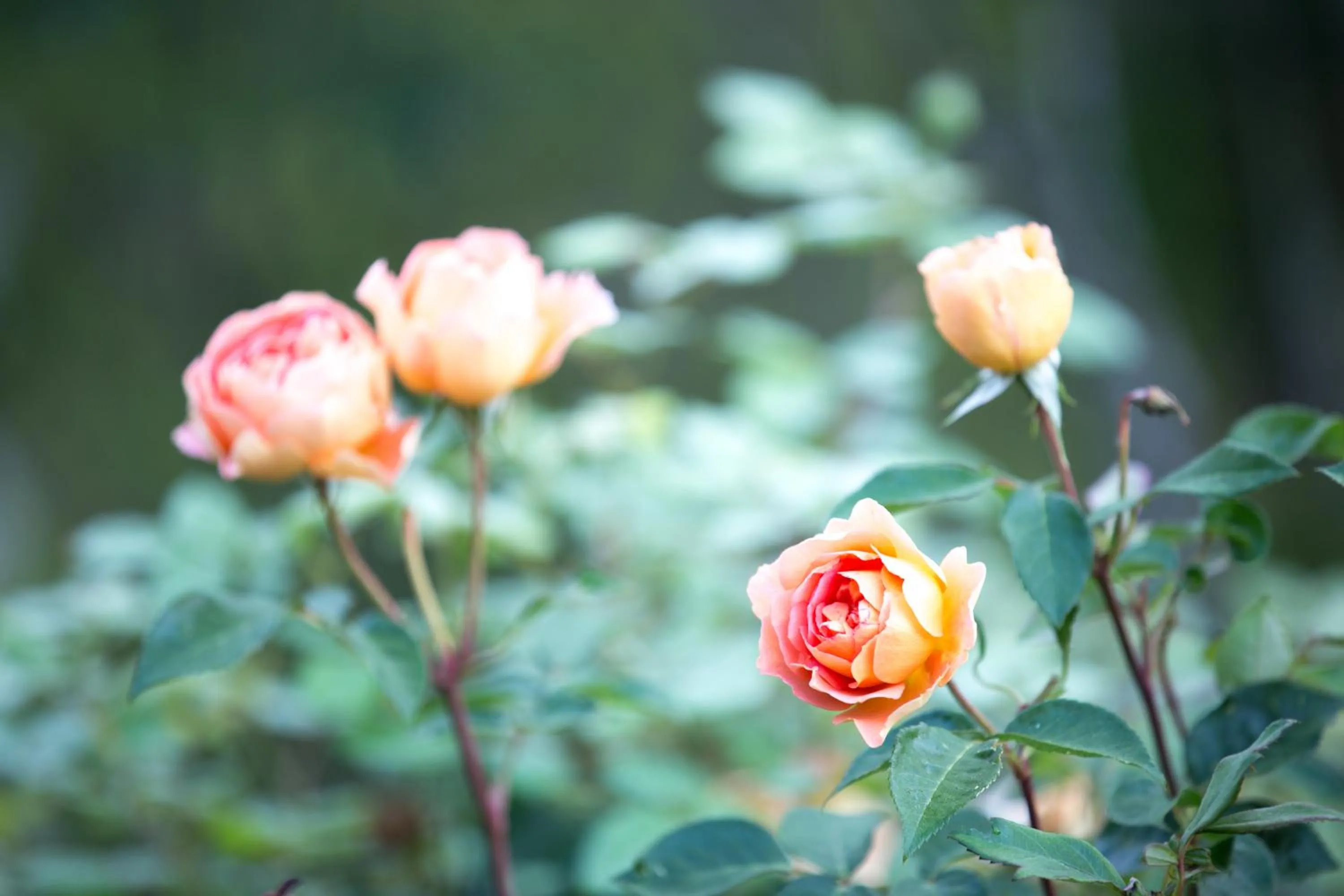 Garden in Yufuin Hotel Mori-no-Terrace