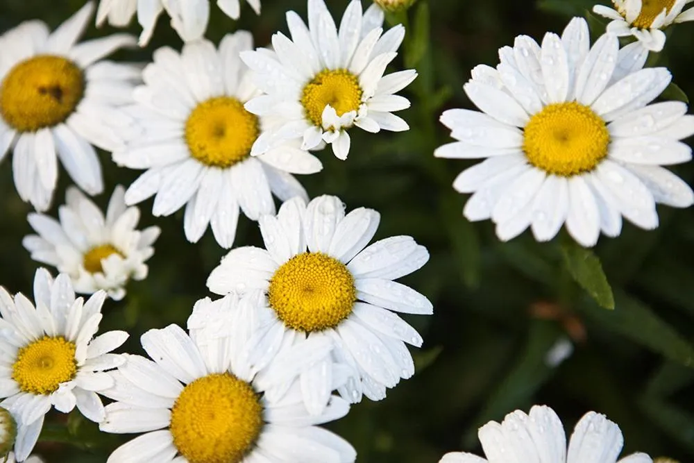 Casa Gallina - An Artisan Inn