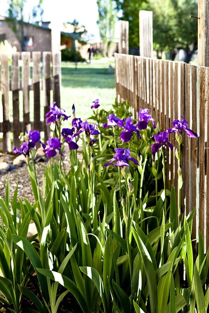 Casa Gallina - An Artisan Inn