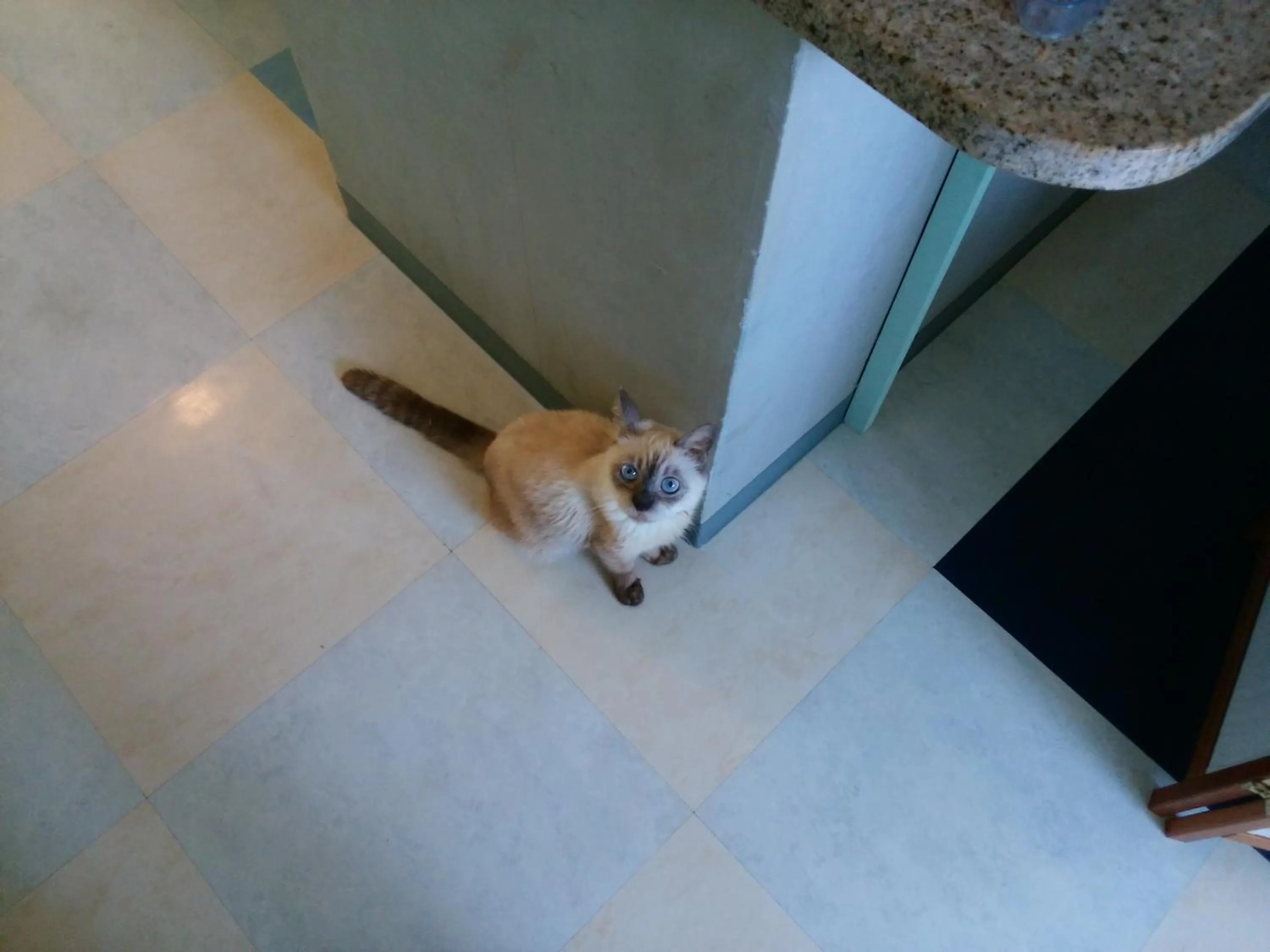 Pets in Guesthouse Seaglass