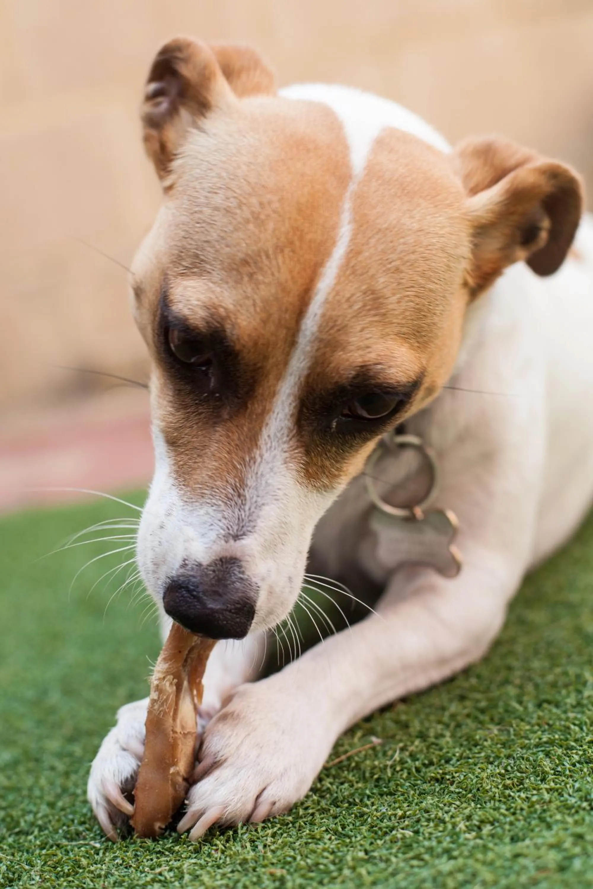 Animals in Banksia Tourist Park