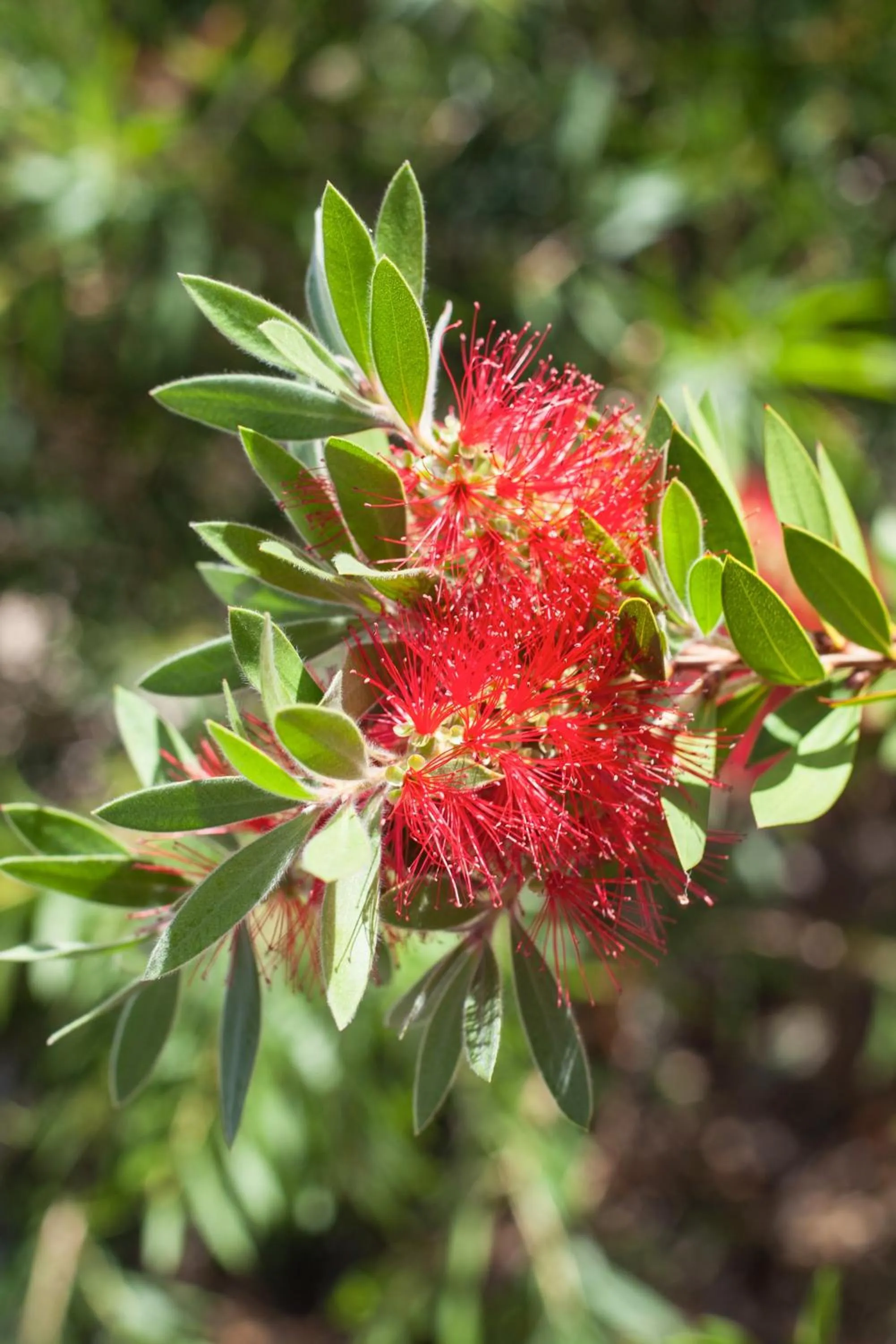 Decorative detail in Banksia Tourist Park