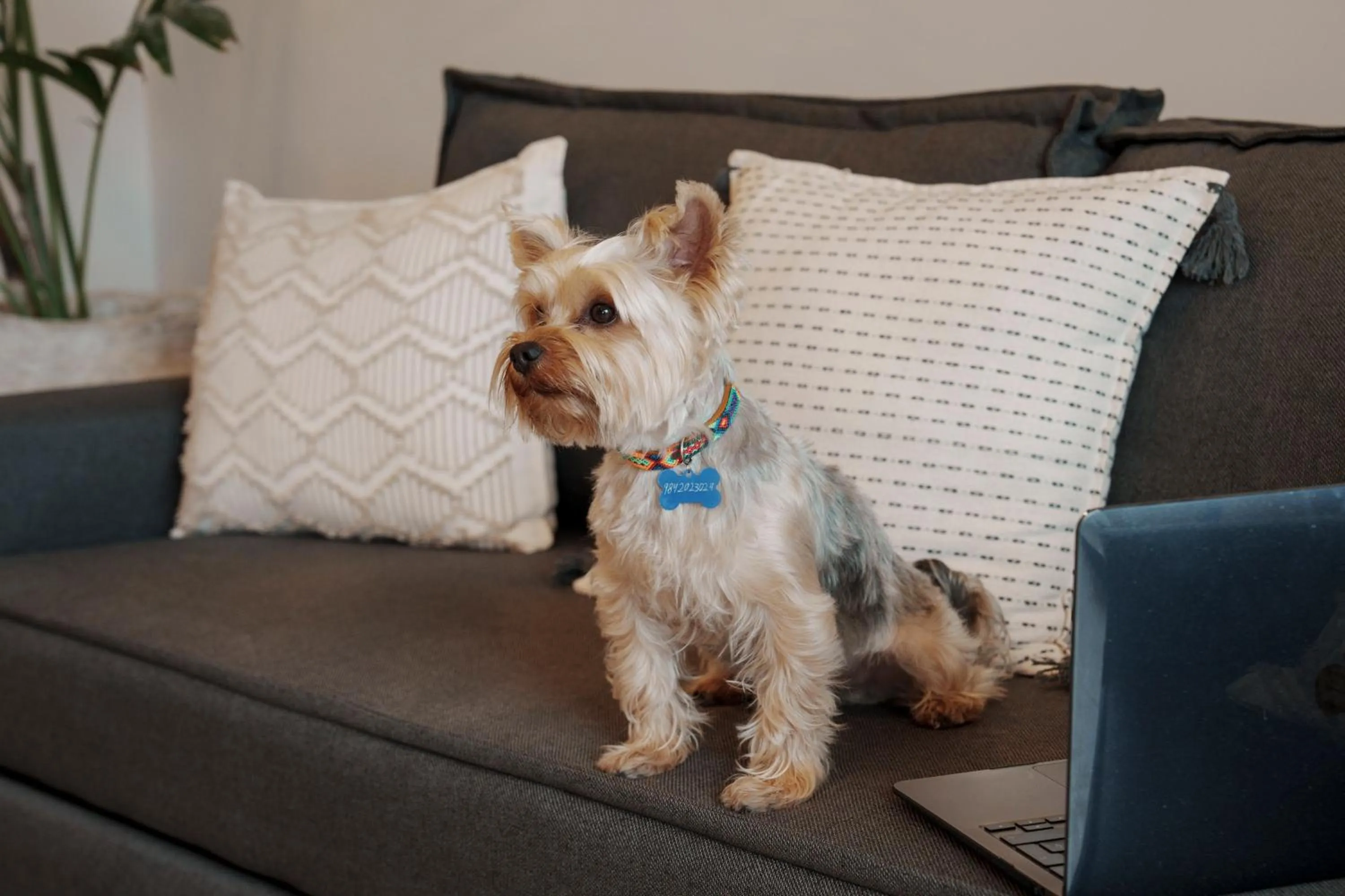 Pets in abba Suites Playa del Carmen