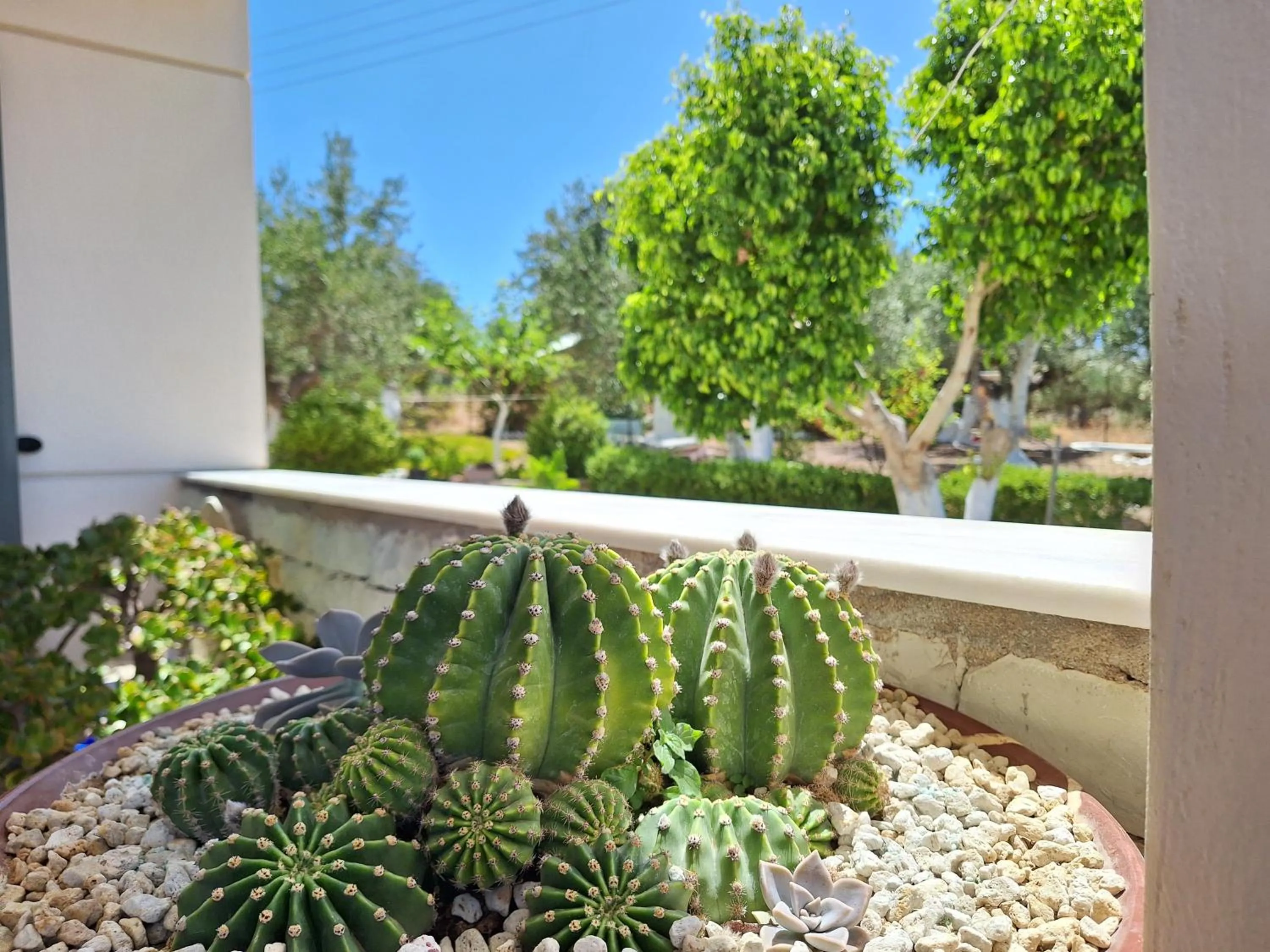Garden view in Villa Tapia