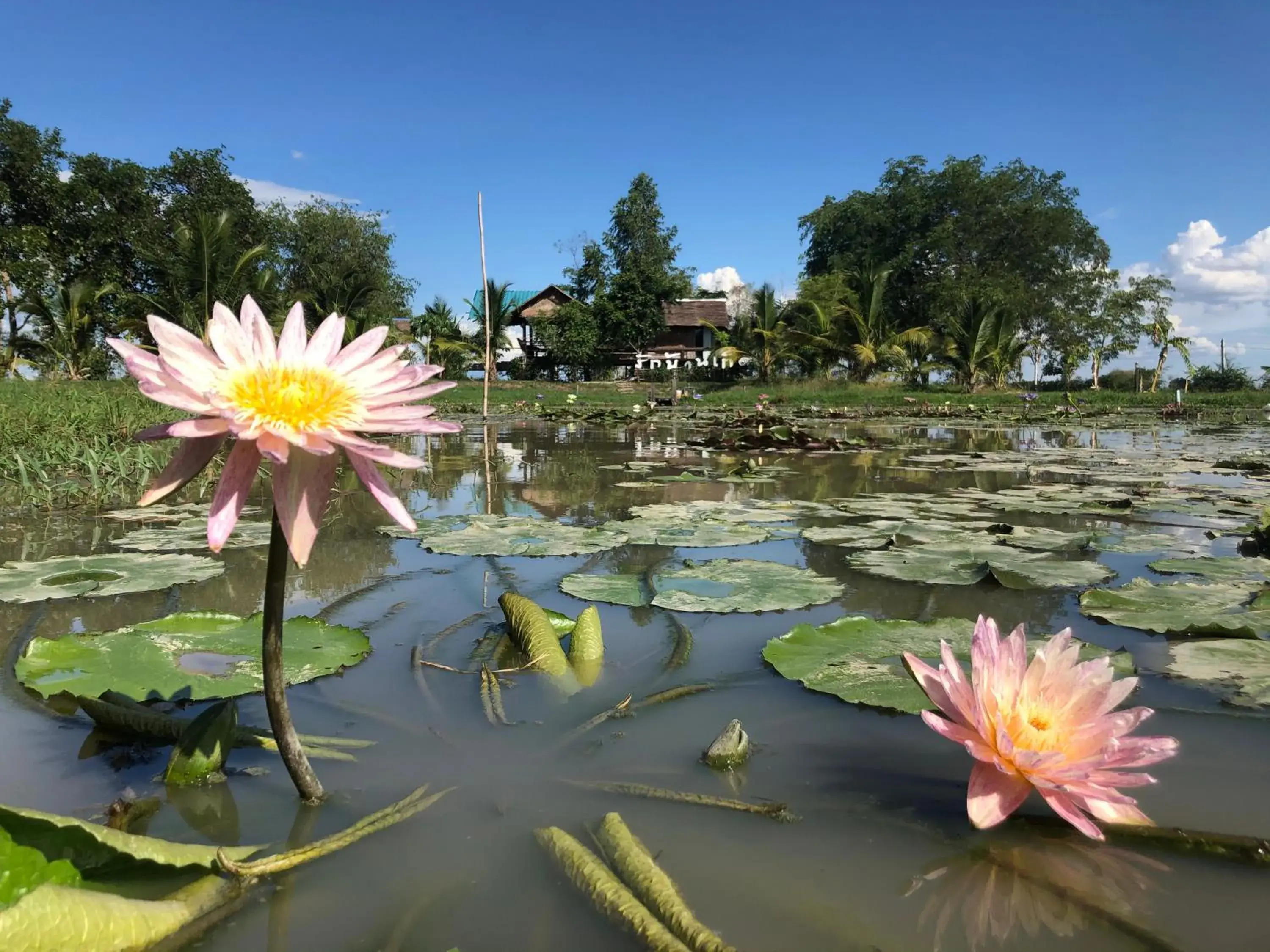 Resort Railumpoo (Farm and Camping) Resort Railumpoo (Farm and Camping)