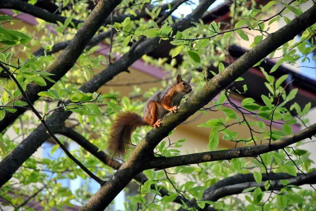 Animals in Dom Lwowski