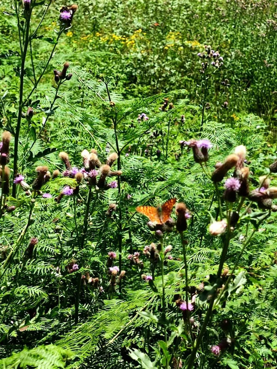 Spring in Agriturismo il canale