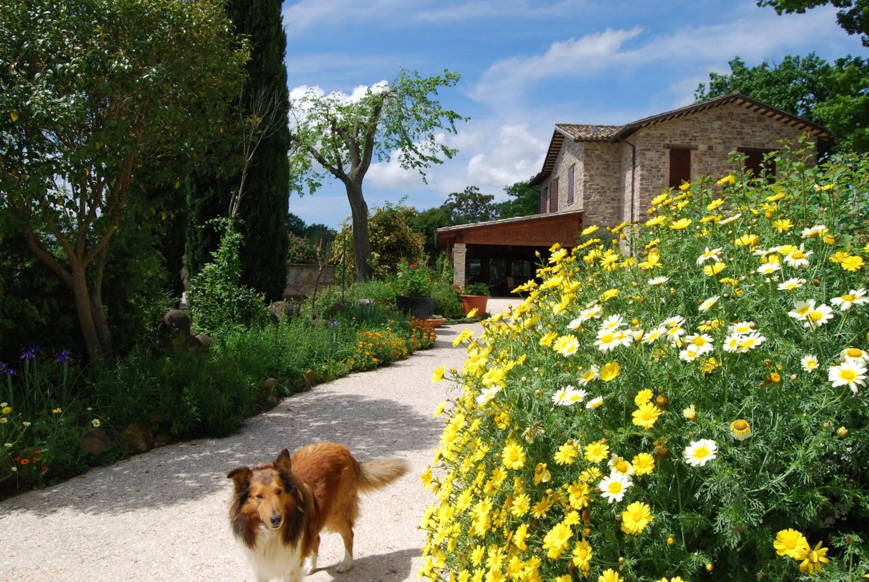Pets in Casale il Cerqueto