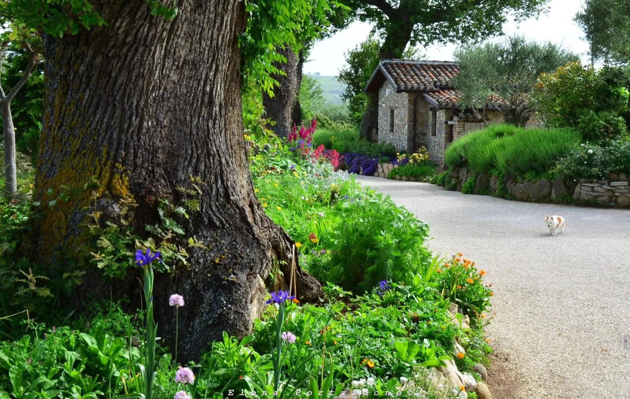 Spring in Casale il Cerqueto