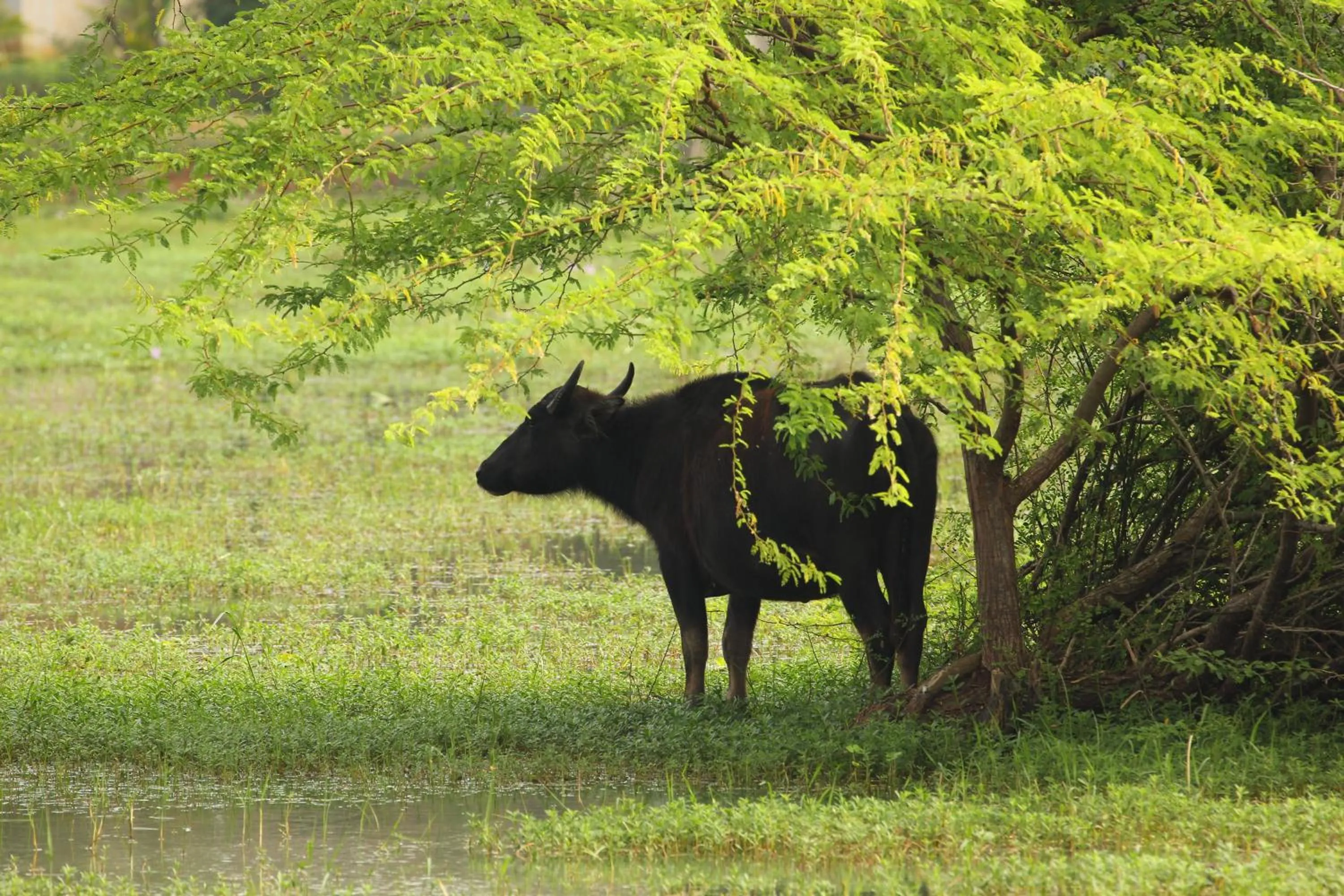 Animals in Wila Safari Hotel