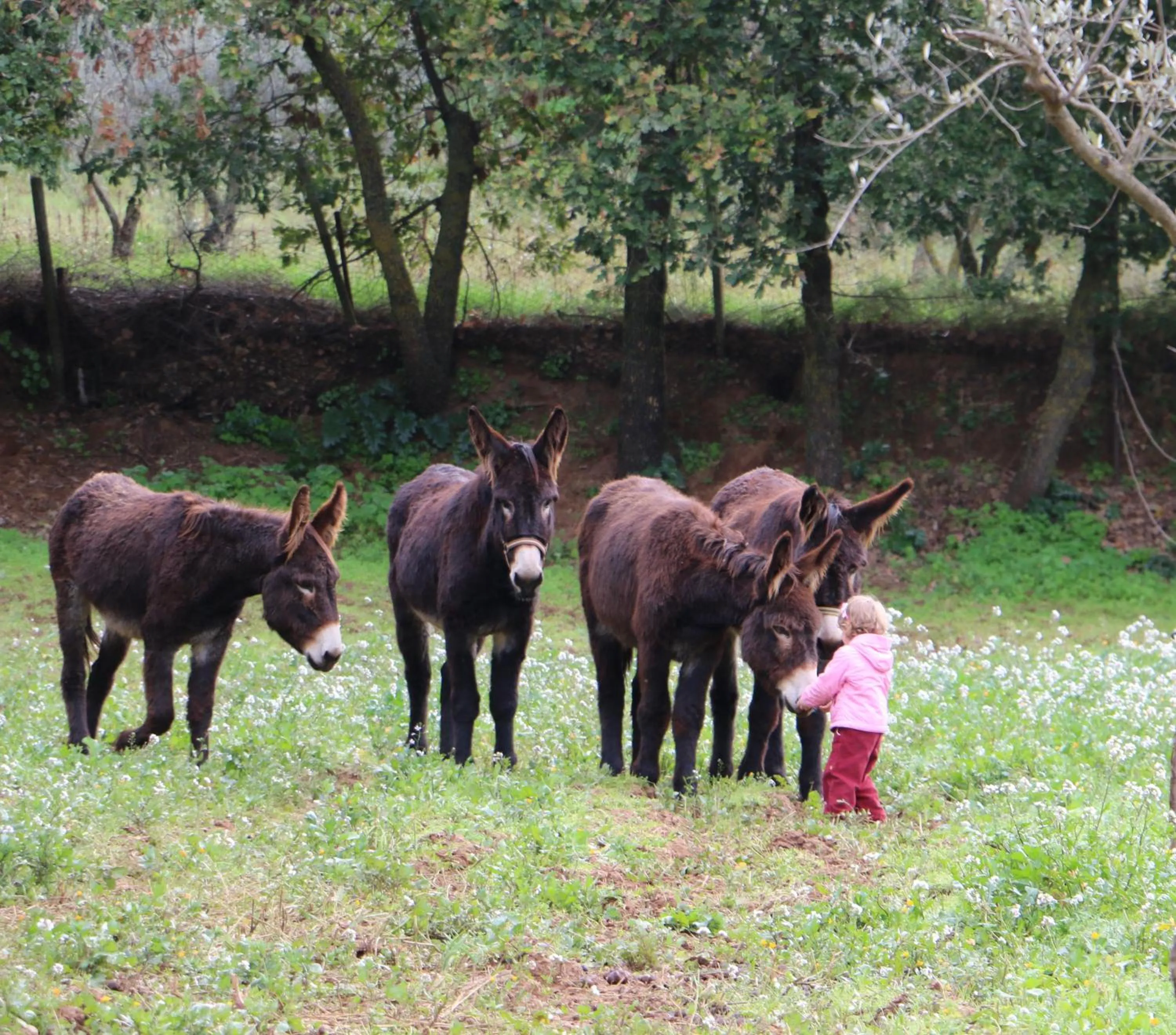 Animals in La Quercia e l'Asino