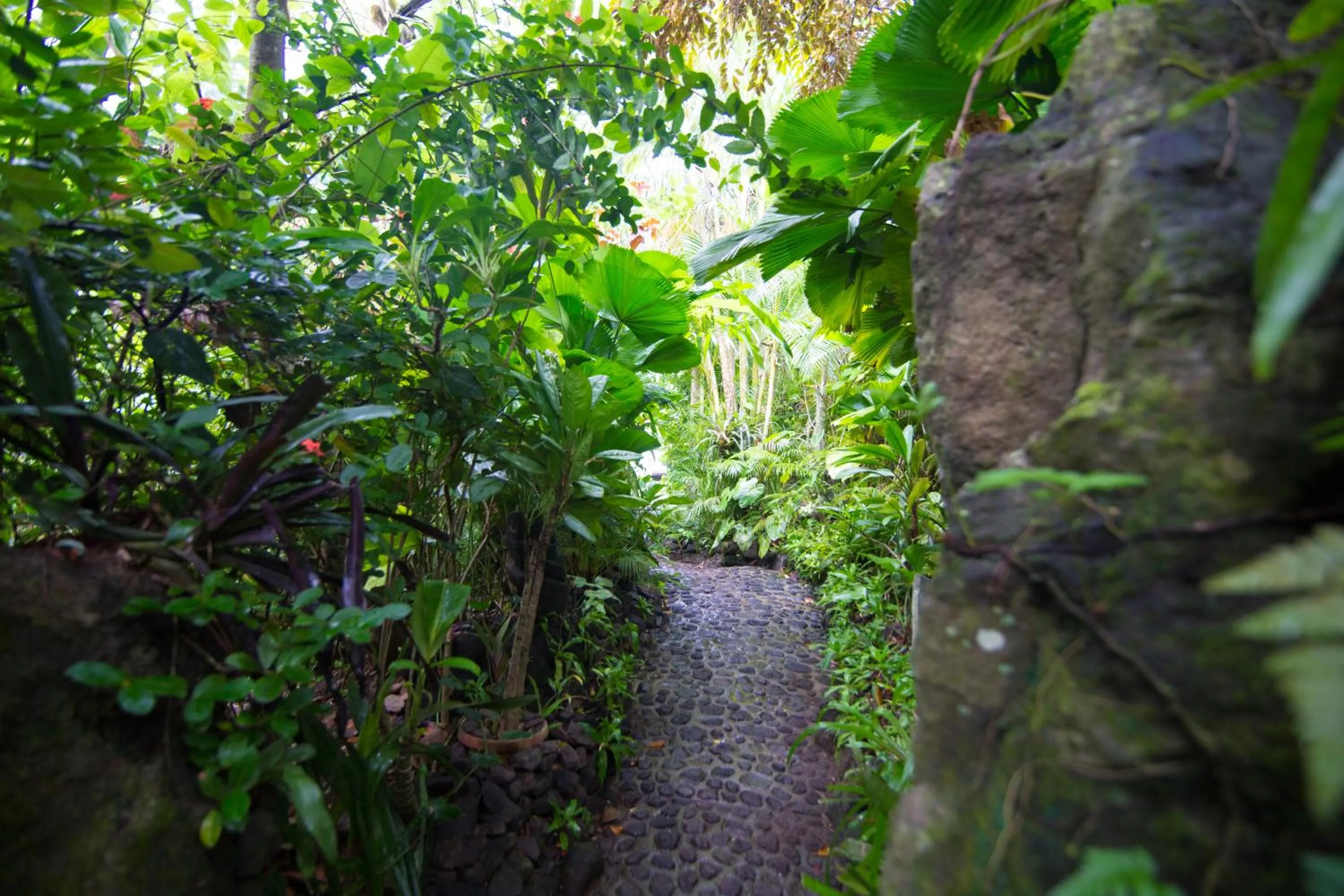 Garden in Rohotu Fare