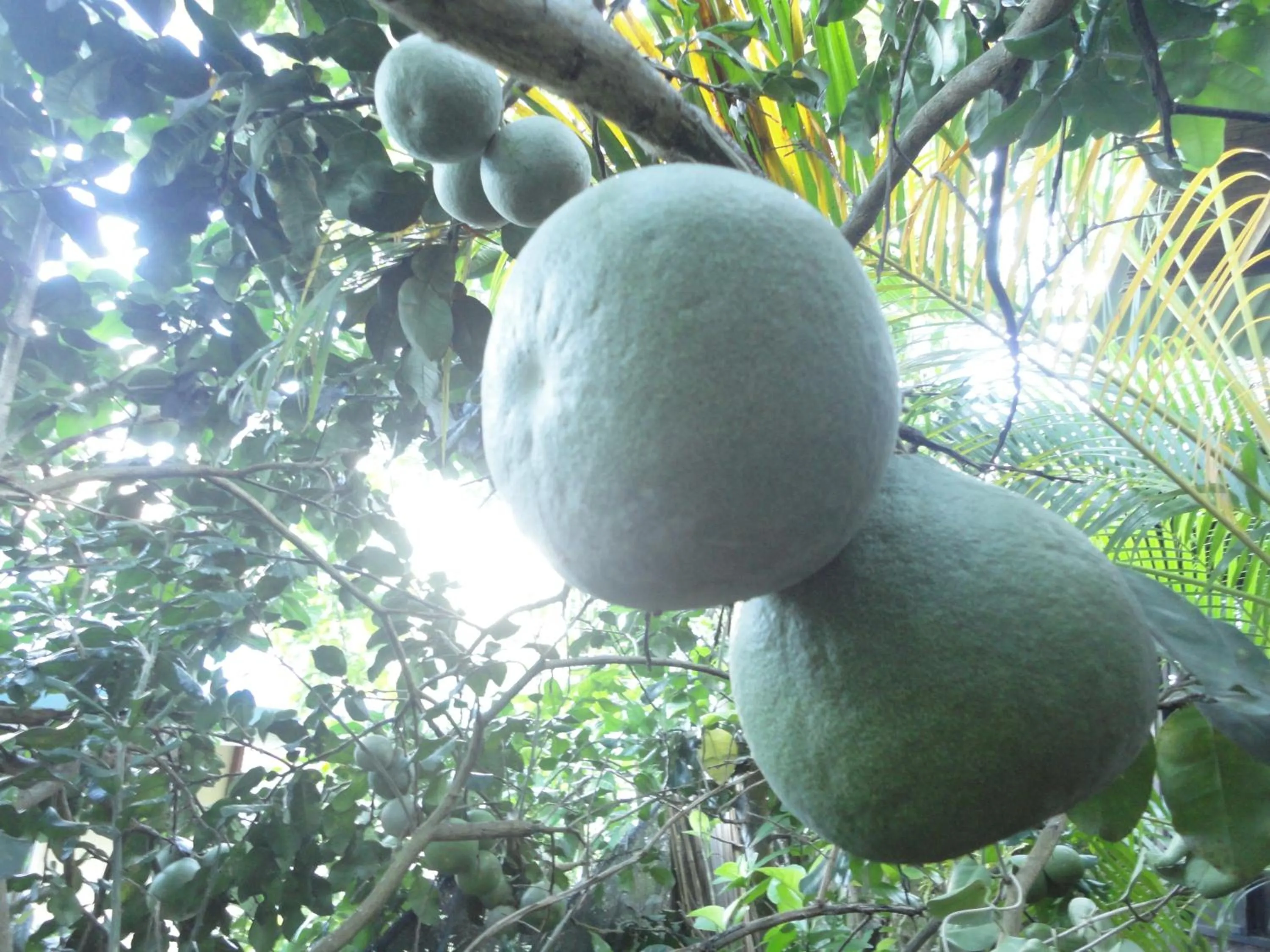 Garden in Rohotu Fare