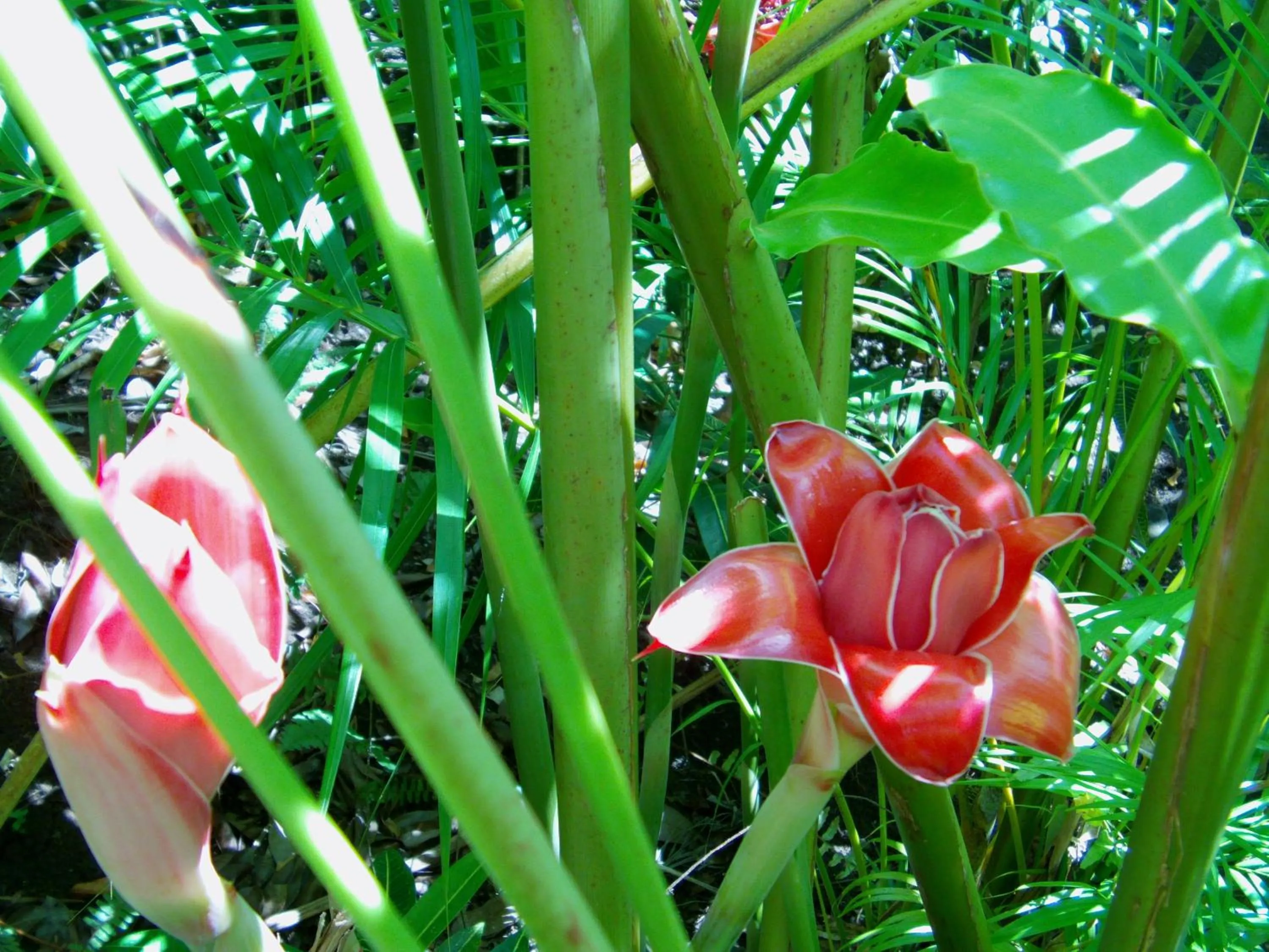 Decorative detail in Rohotu Fare