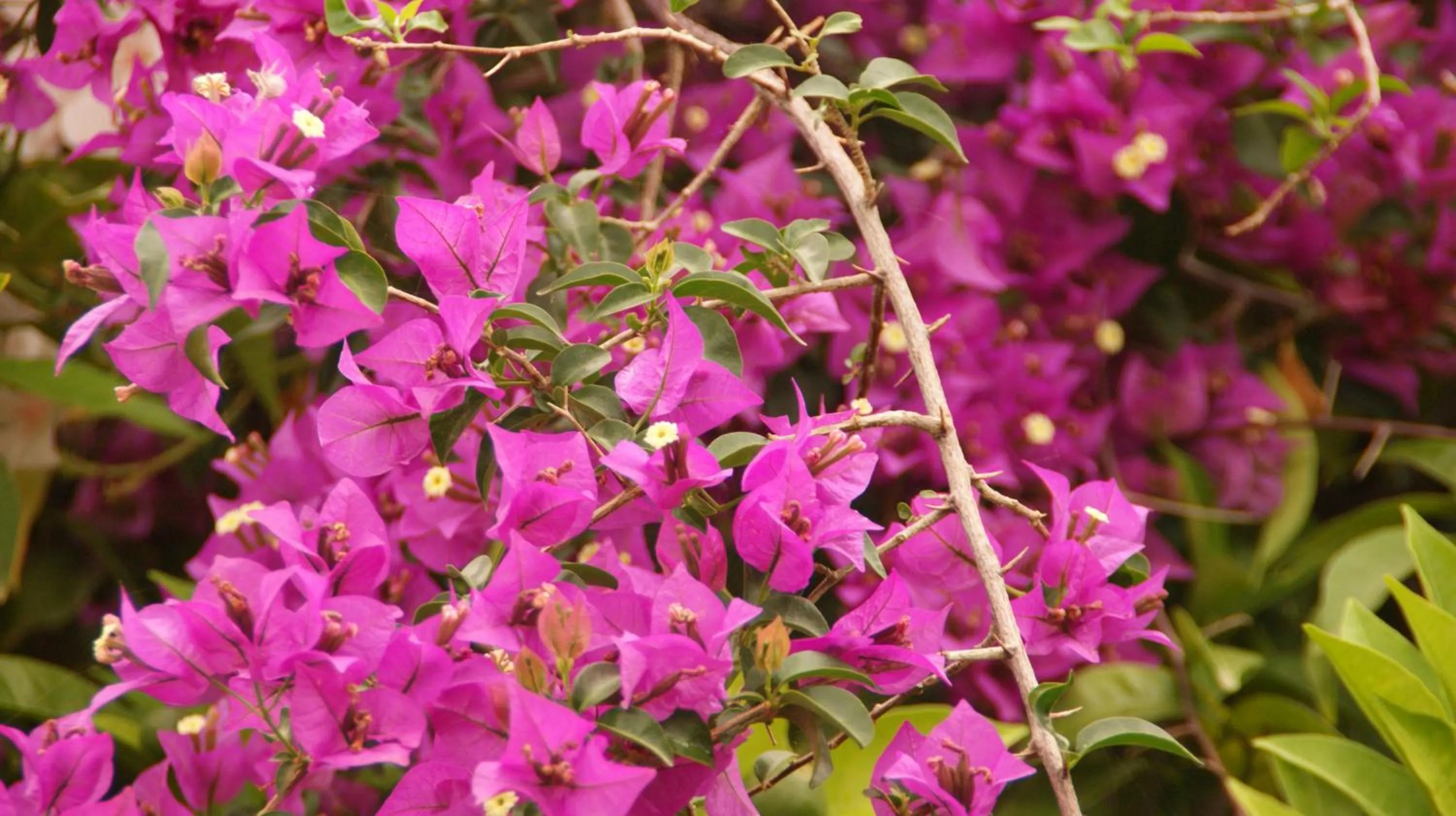 Garden in Villa Christina