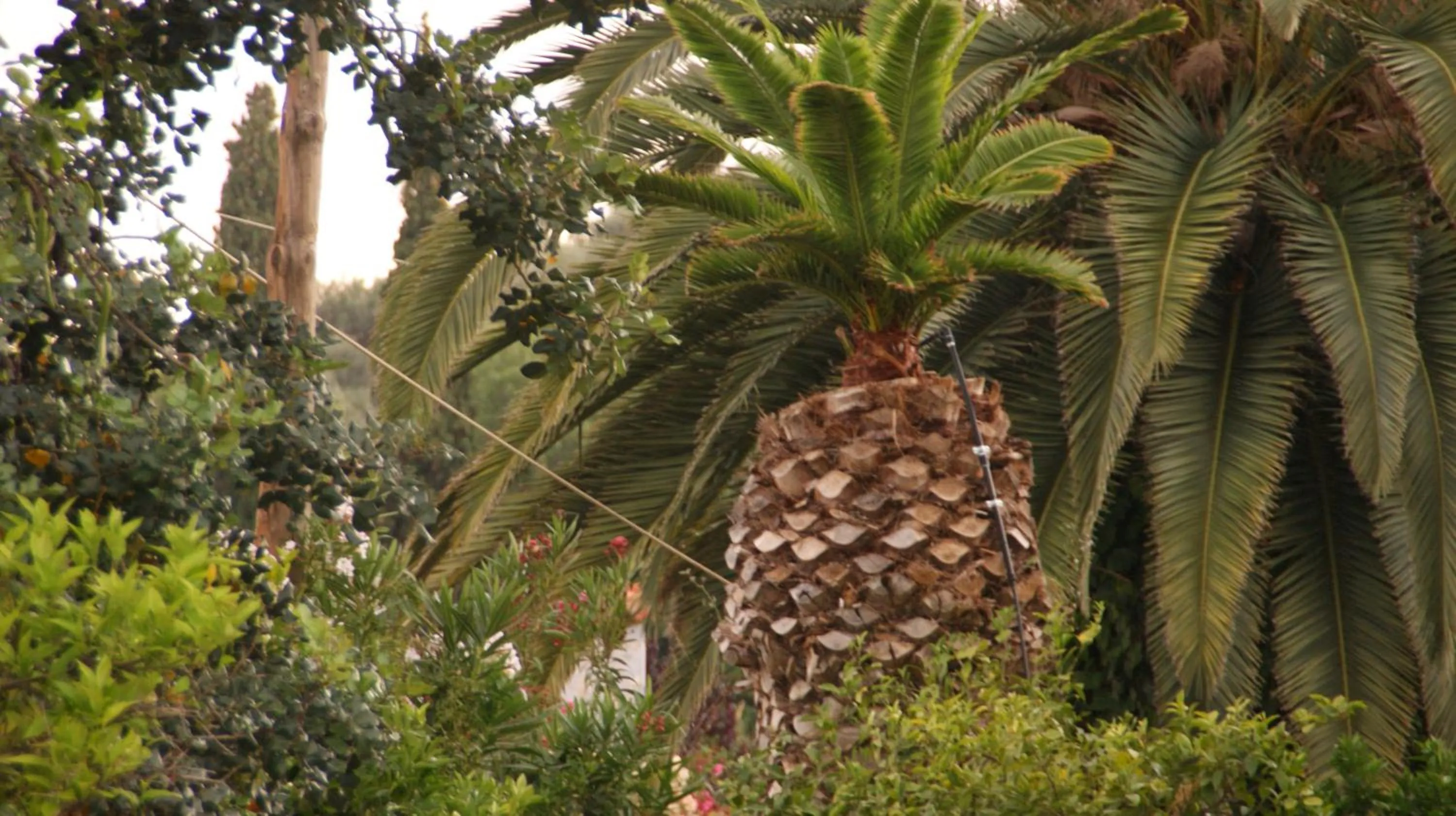 Garden in Villa Christina