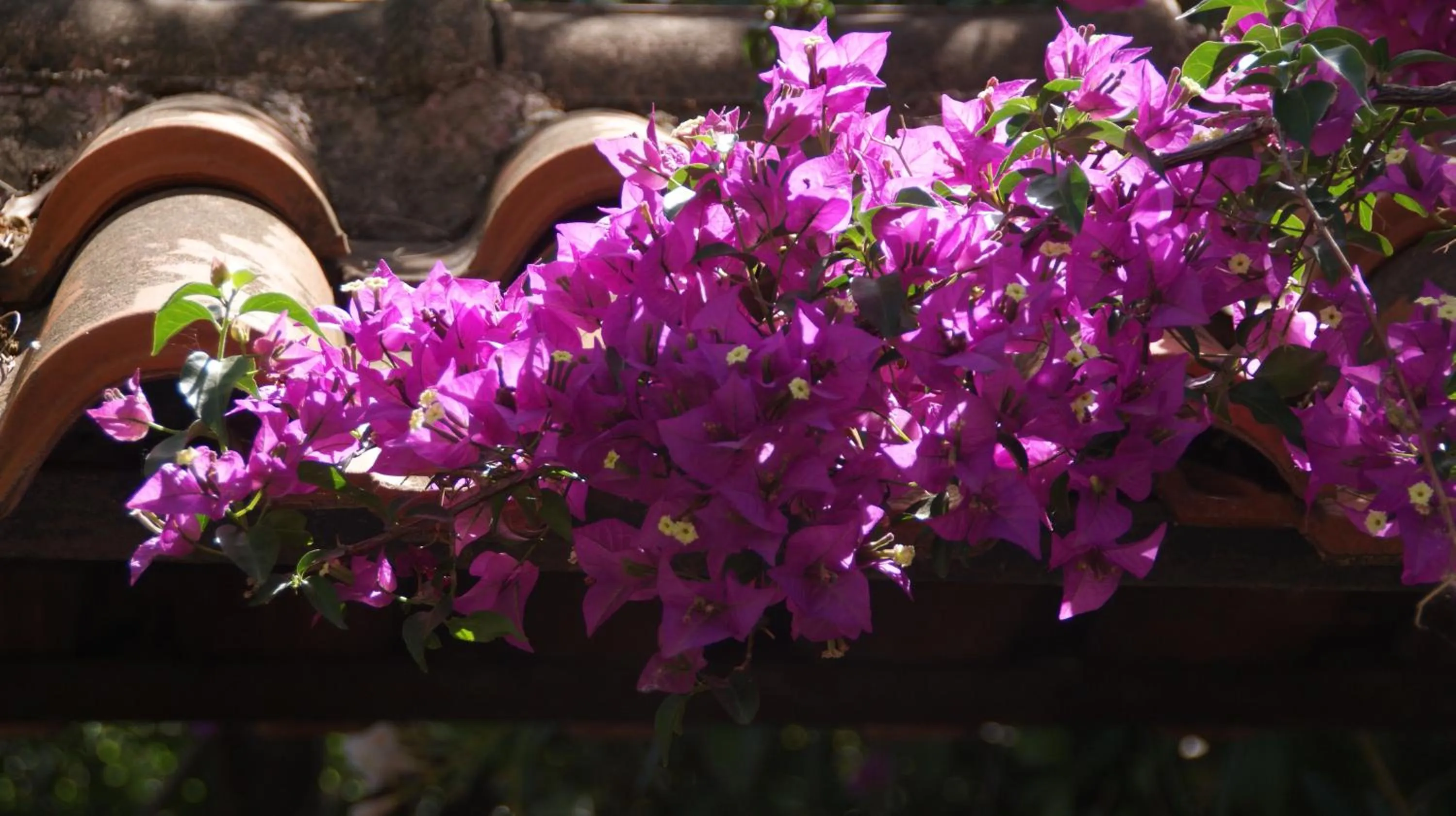 Garden in Villa Christina