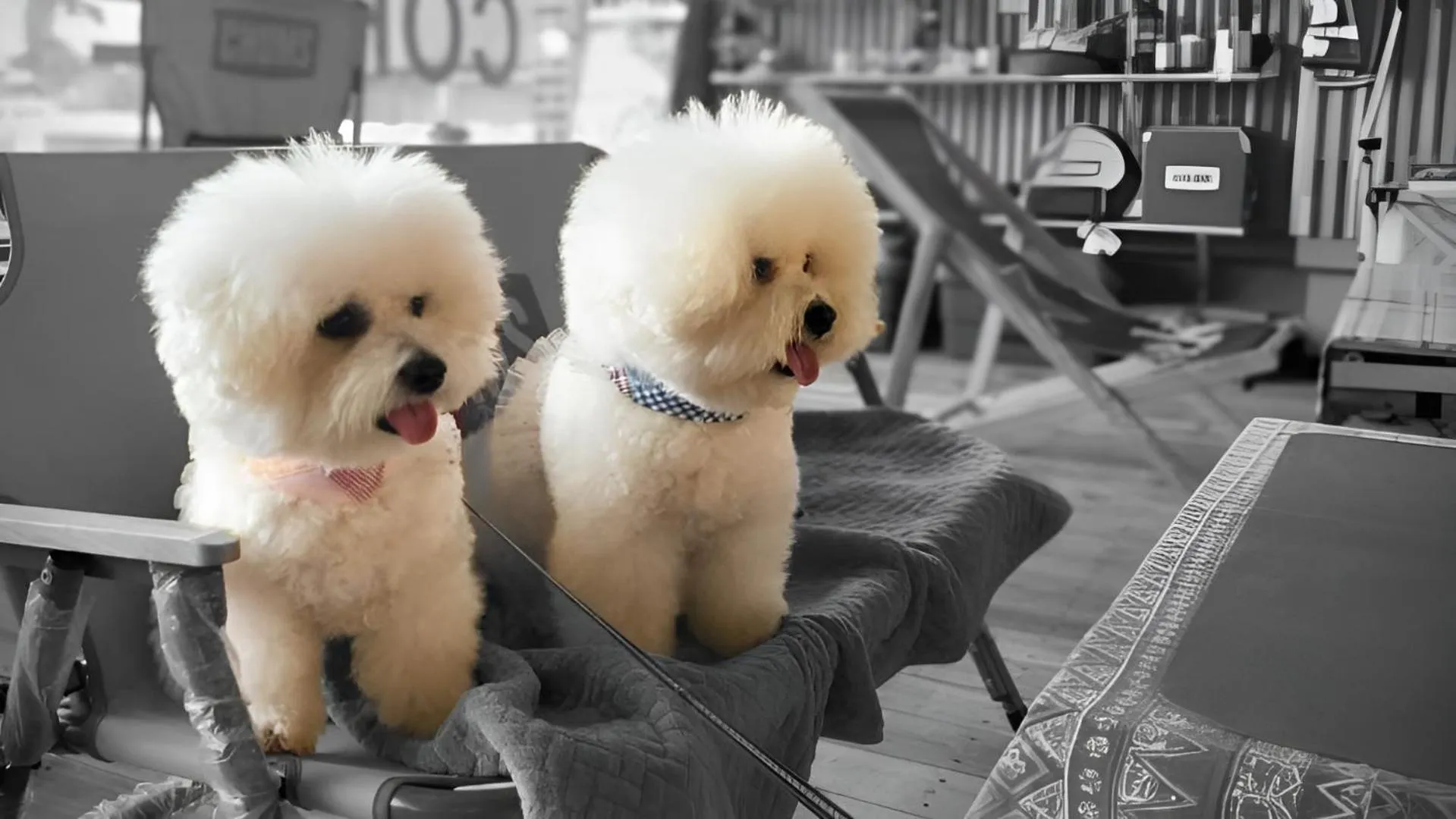 Animals in Jeju EQ Stay