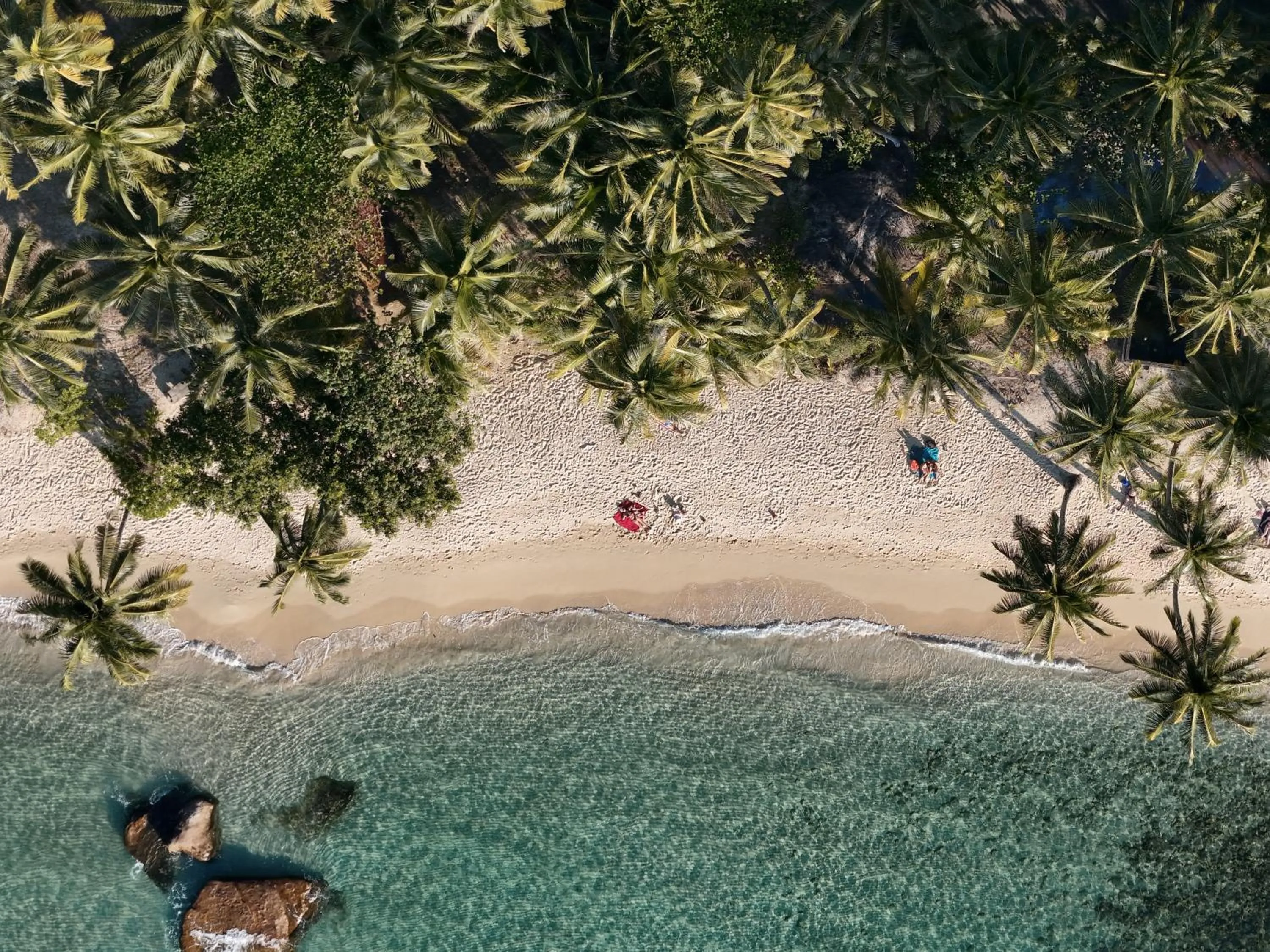 The Survival by Seudam