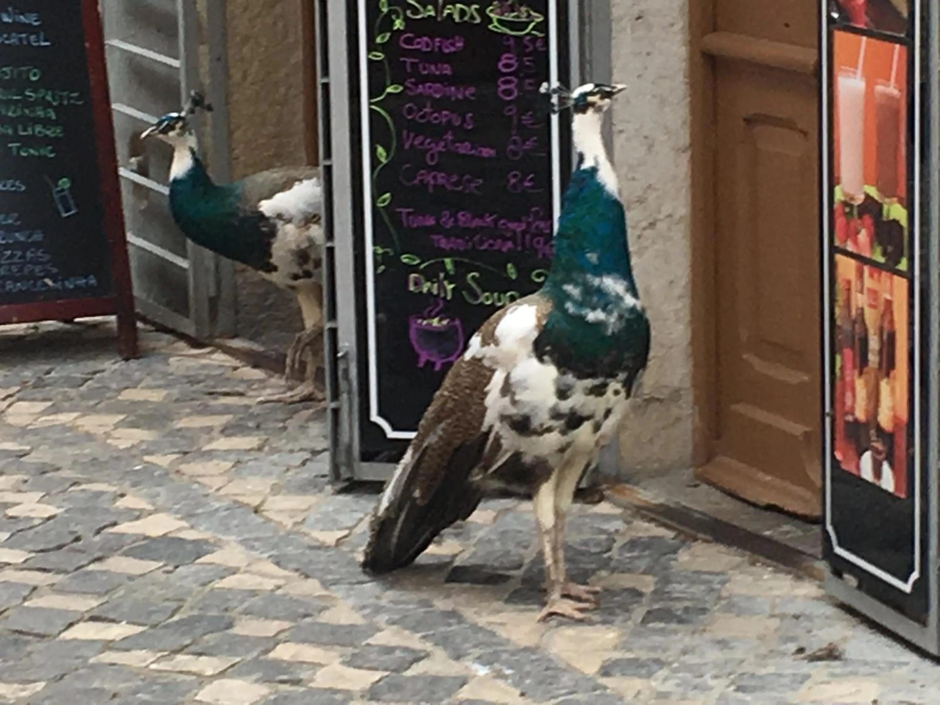 Pets in Castle Inn Lisbon Apartments