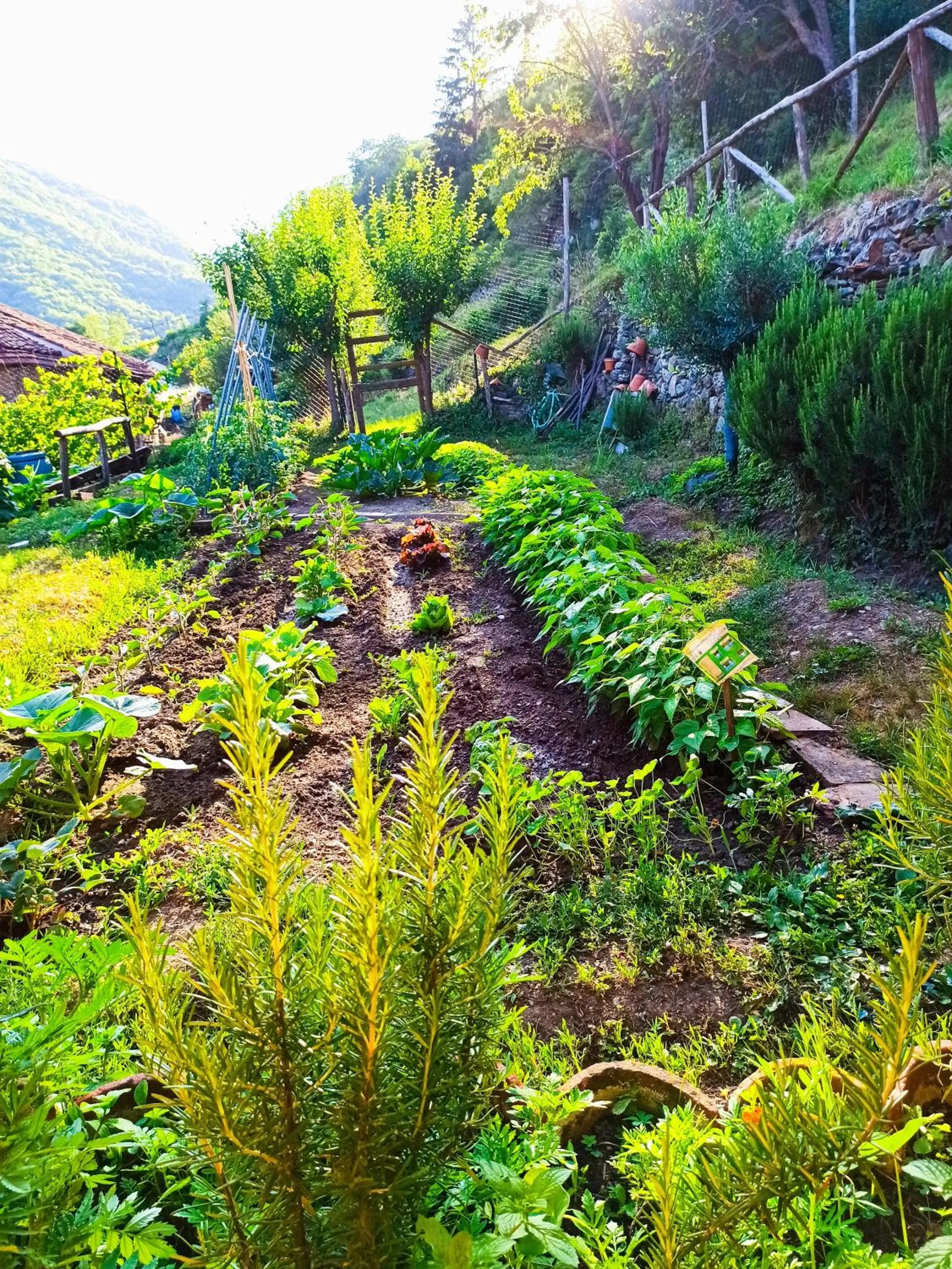Garden view in B&B Va...lentina