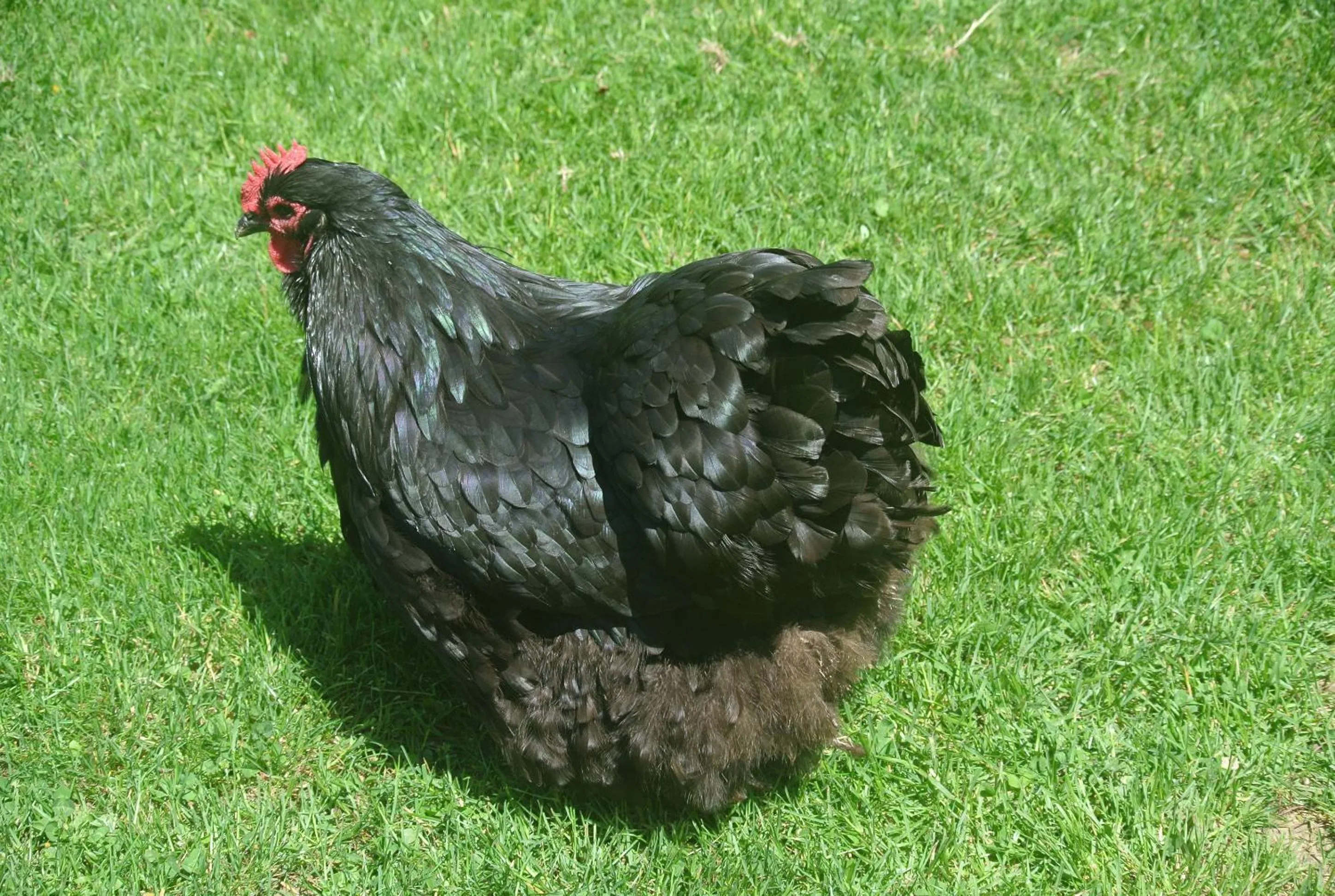 Animals in Viella Vacances