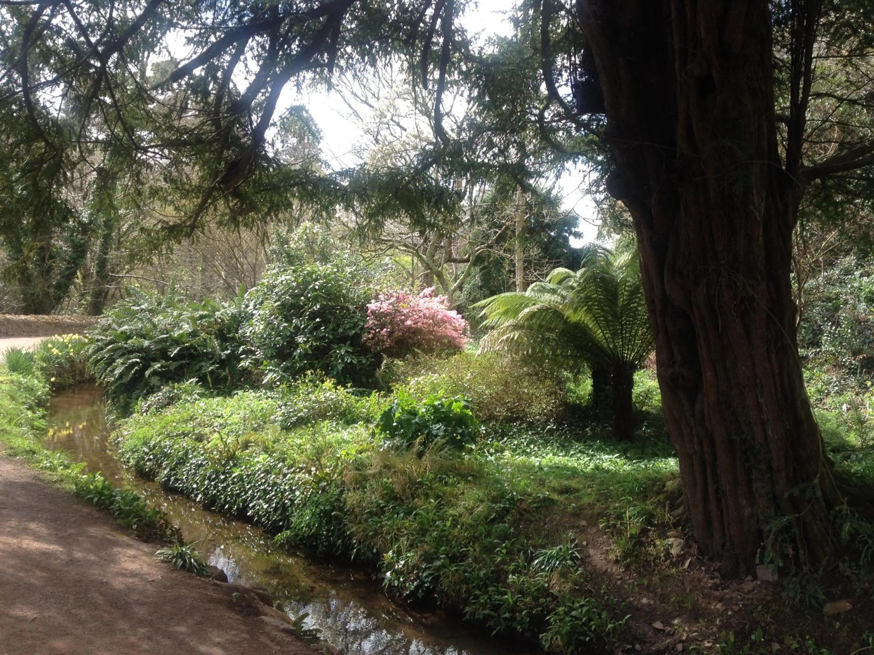 Garden in Dunster Mill House