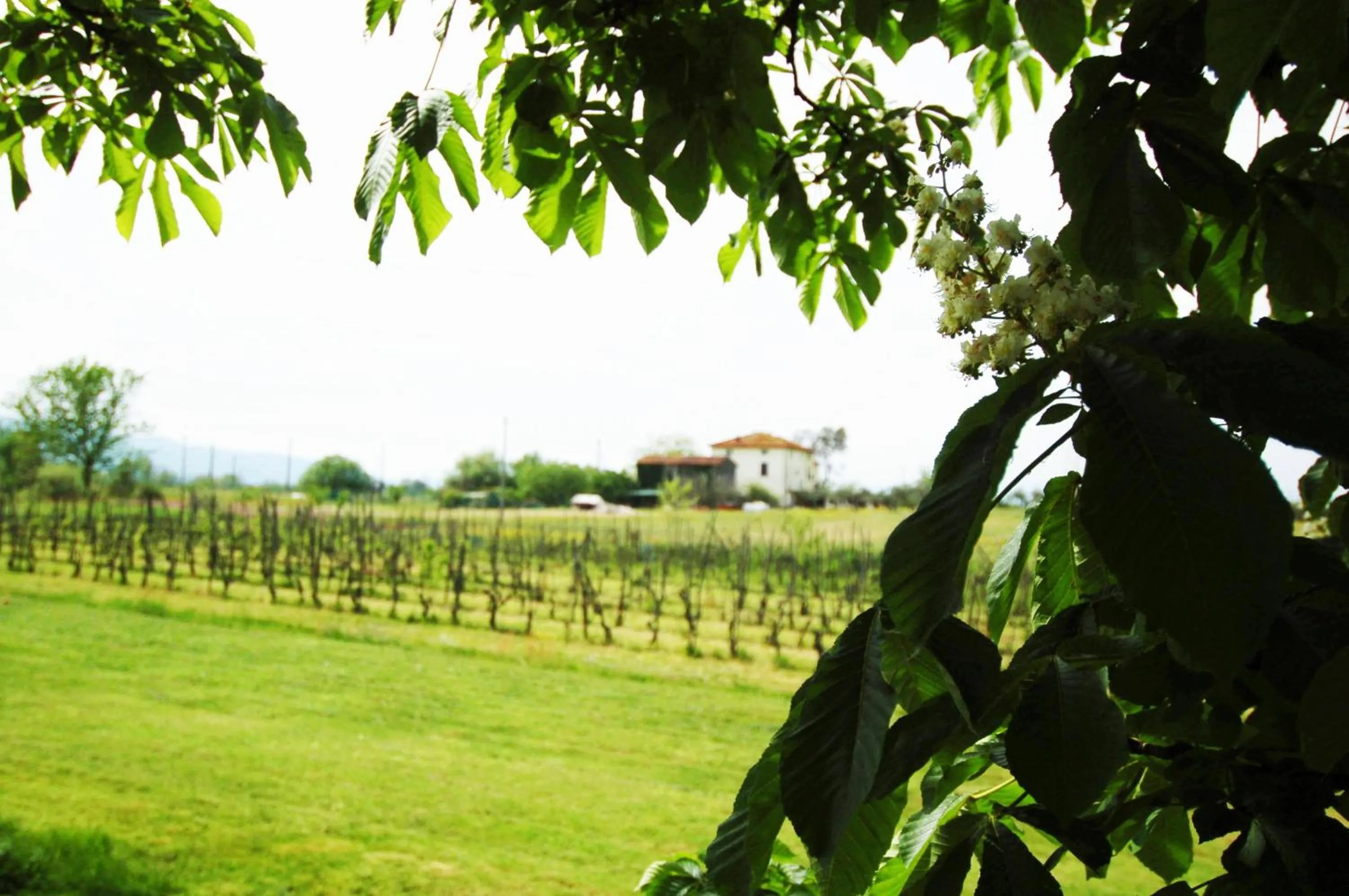 La Ginestra