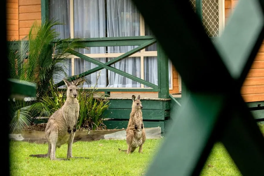 Animals in BIG4 Moruya Heads Easts Dolphin Beach Holiday Park