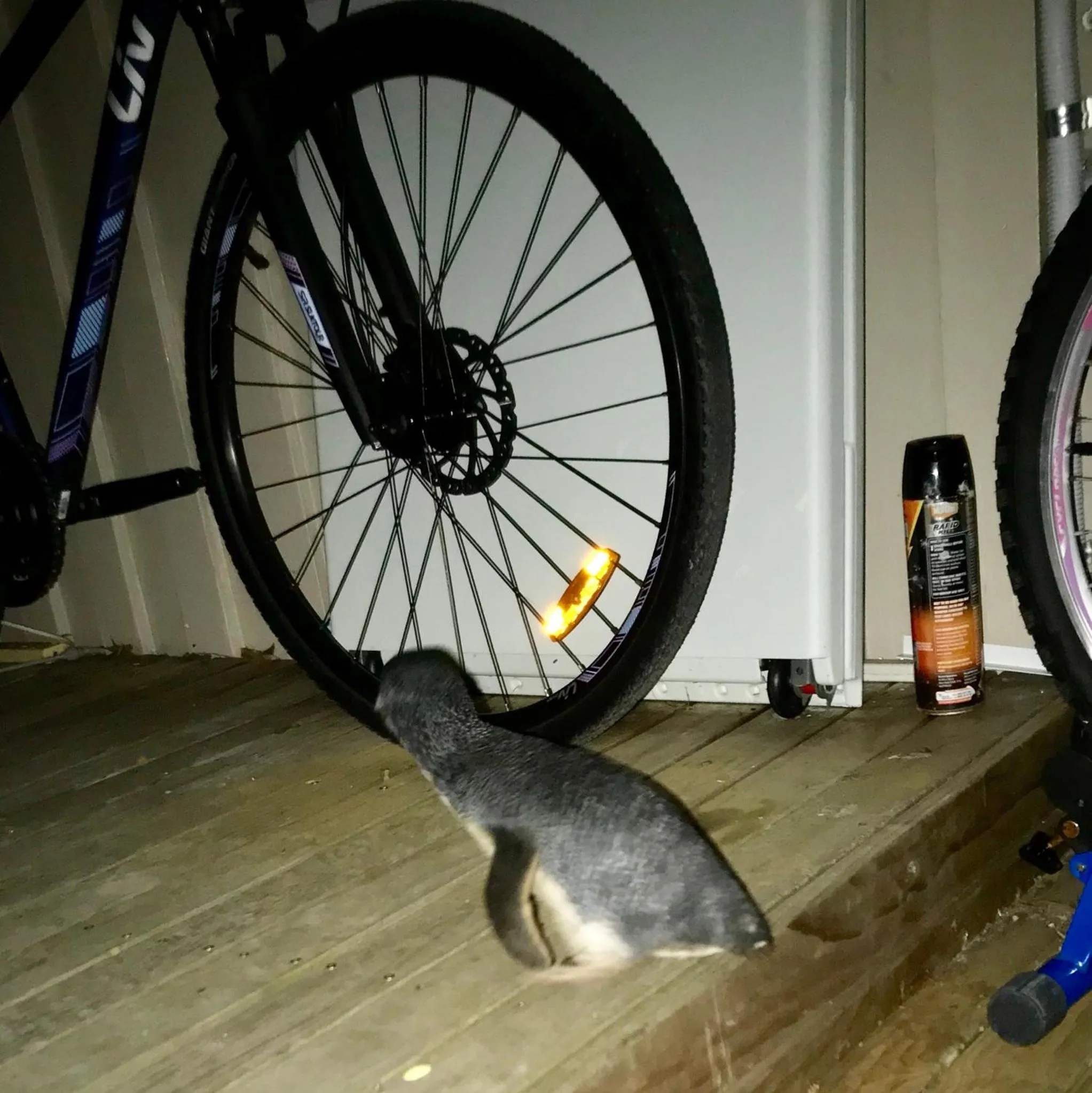 Animals in Beachend Bicheno