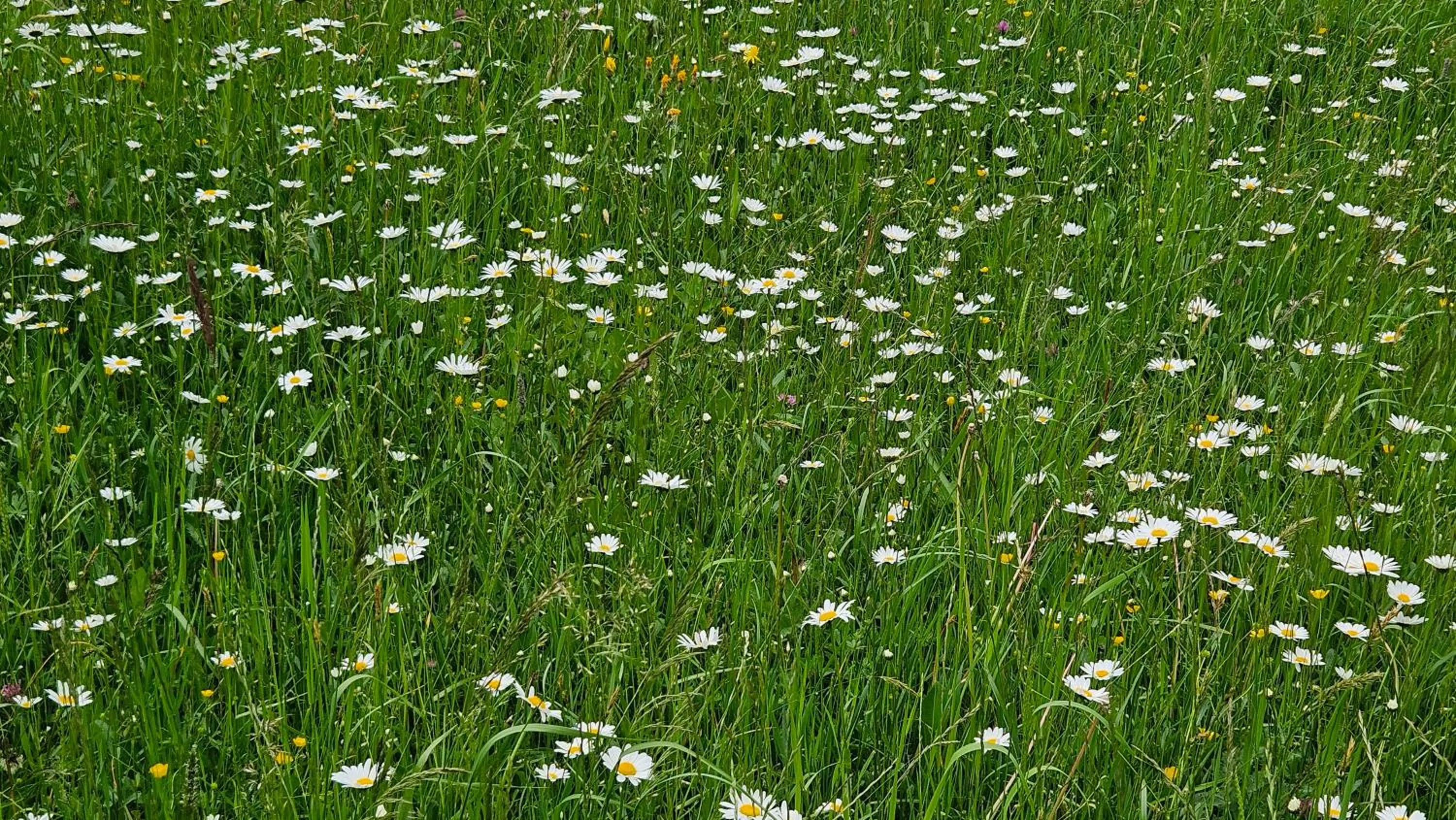 Berg Hotel Weingarten Garni