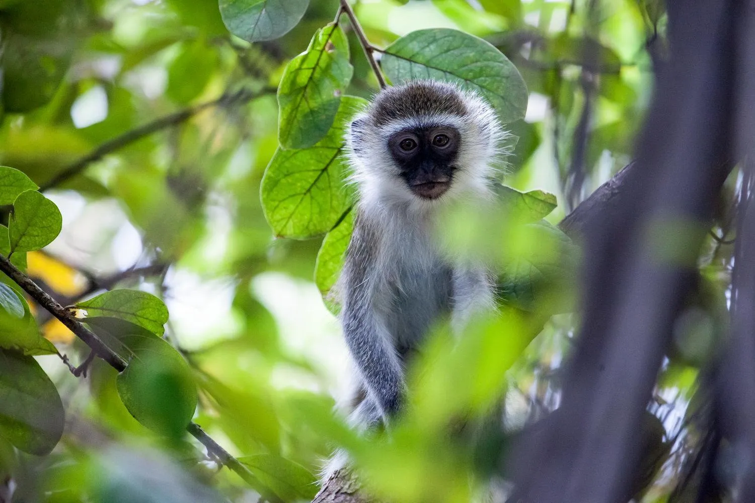 Capricorn Beach Cottages