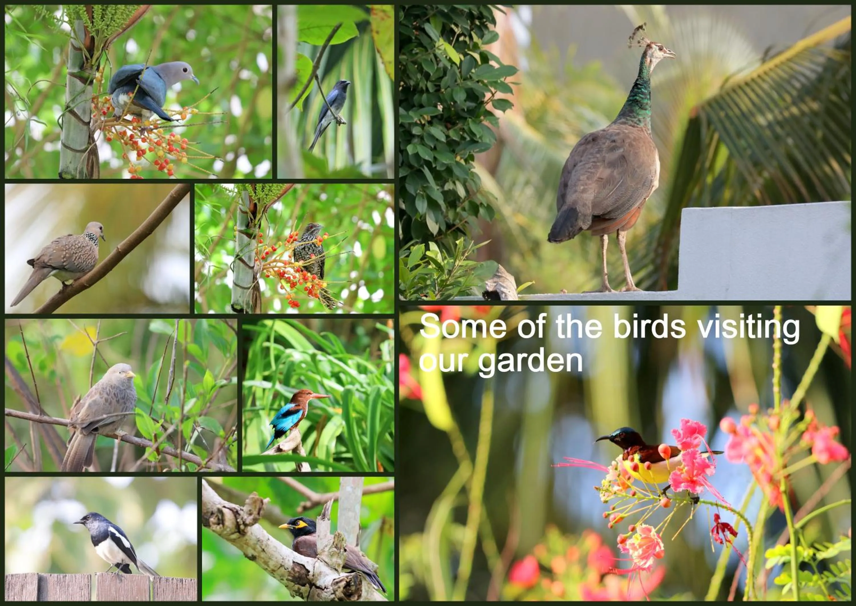 Animals in Lilly House